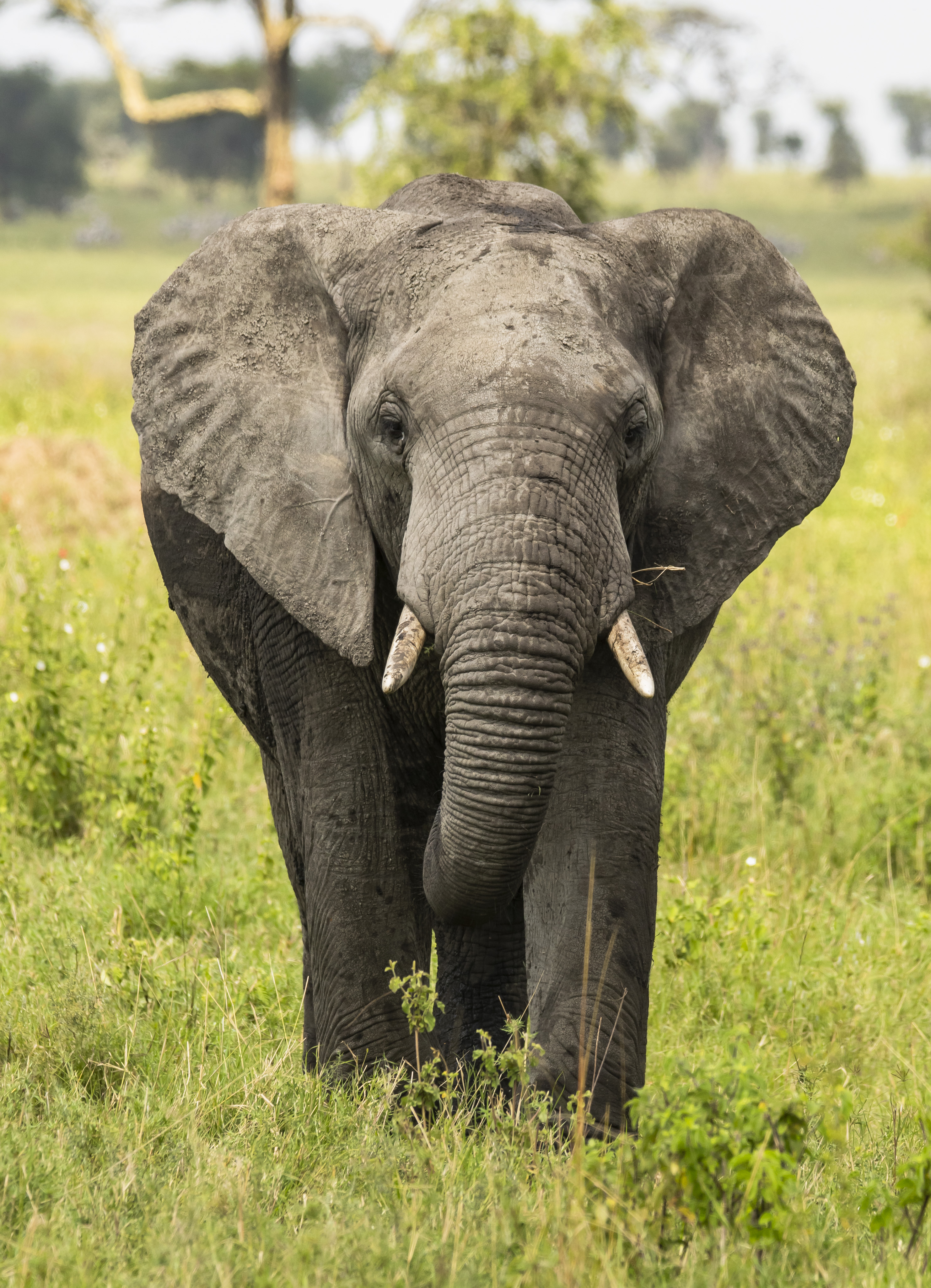 African elephant front view, with tusks and dusty skin in green savanna.