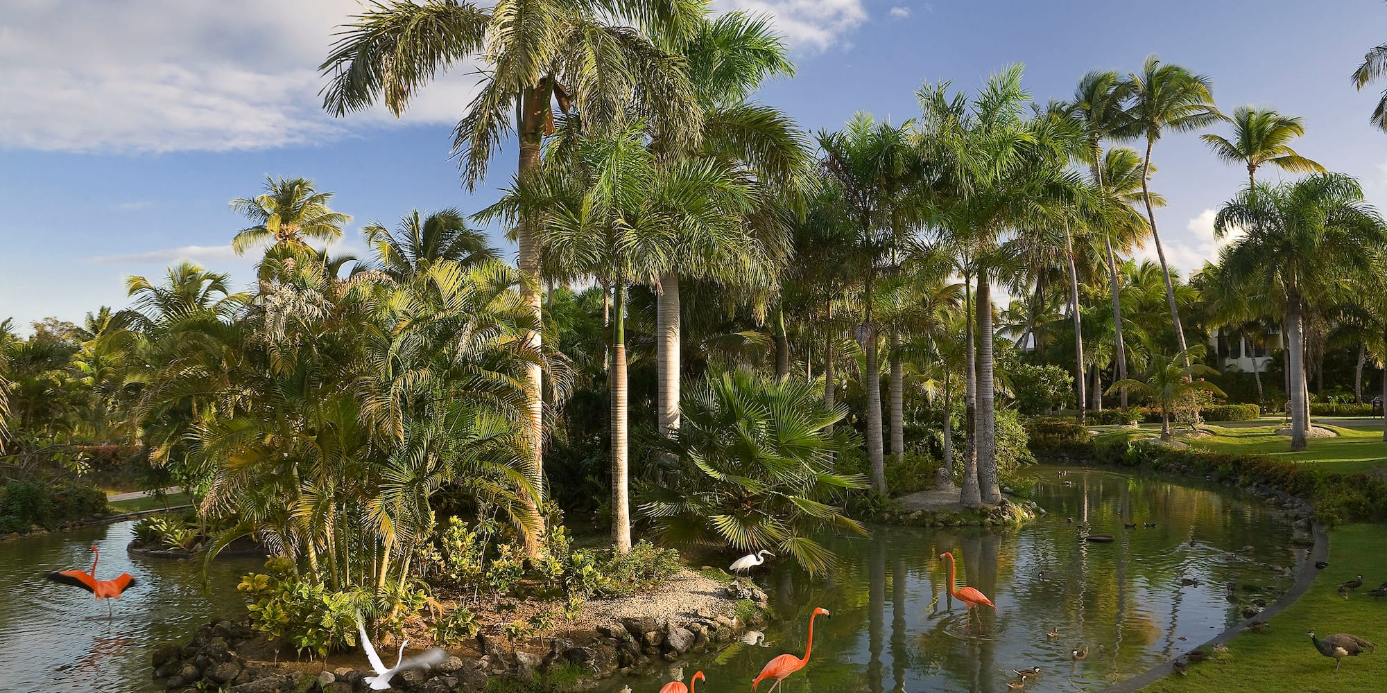 a group of flamingos in a pond surrounded by palm trees