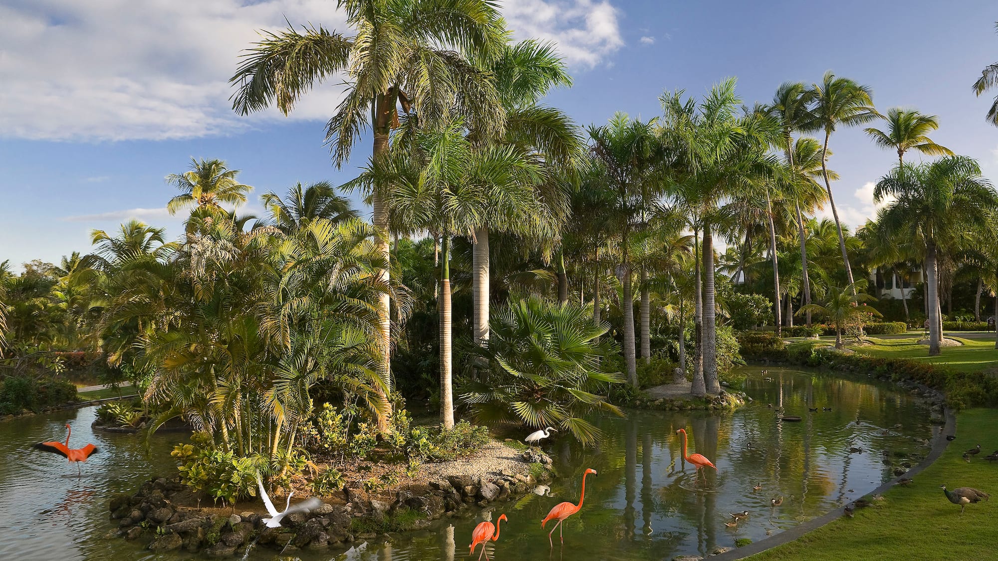a group of flamingos in a pond surrounded by palm trees