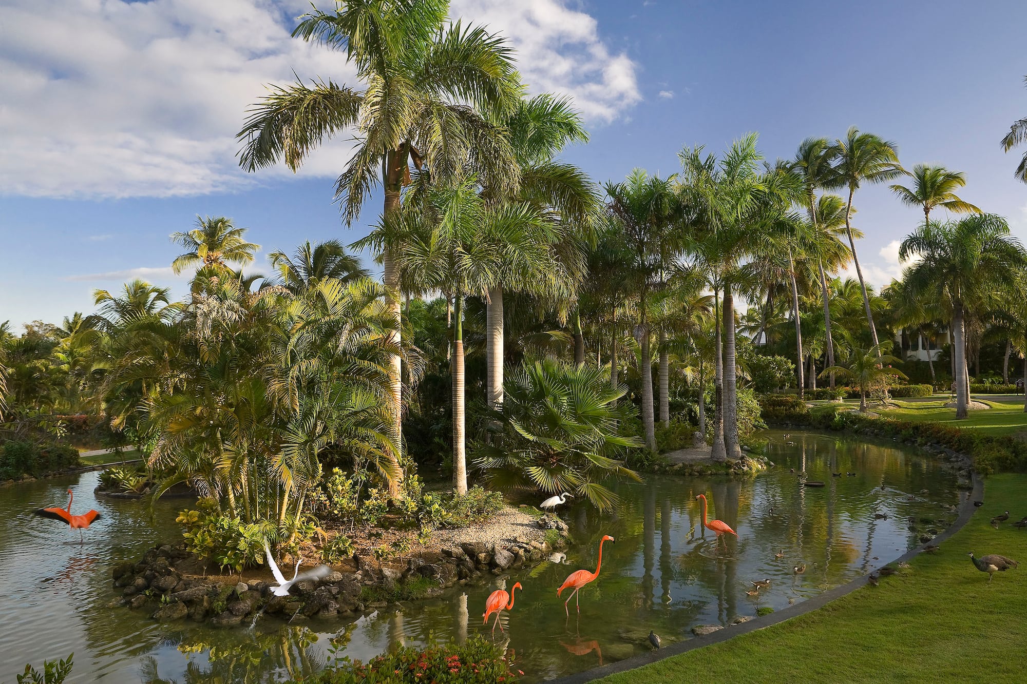 a group of flamingos in a pond surrounded by palm trees