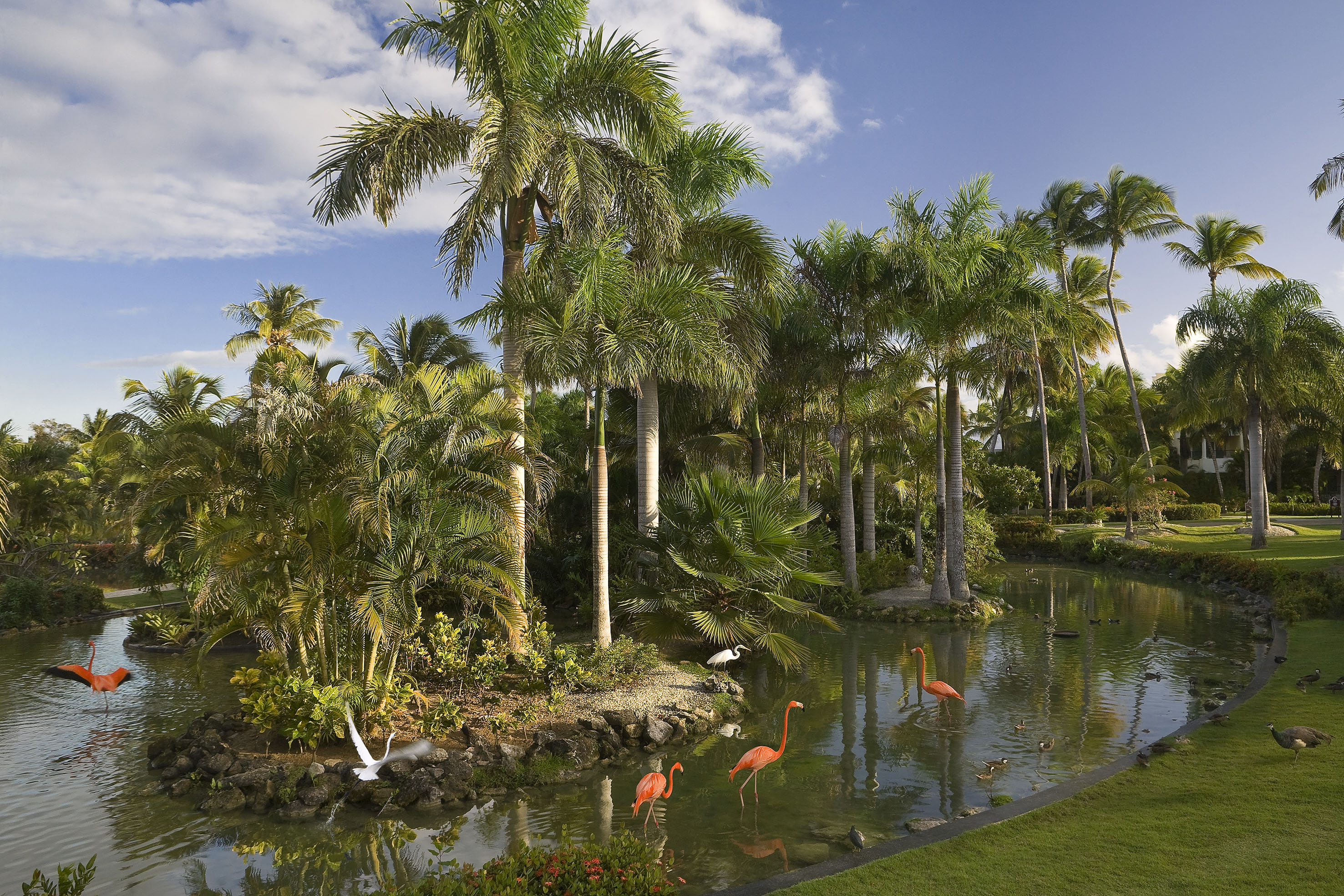 Tropical pond with flamingos, palm trees, and birds under a blue sky.