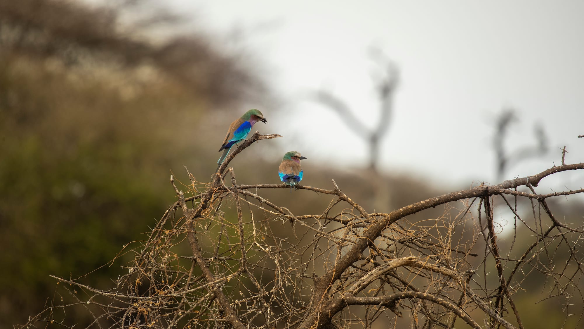 two birds on a tree branch