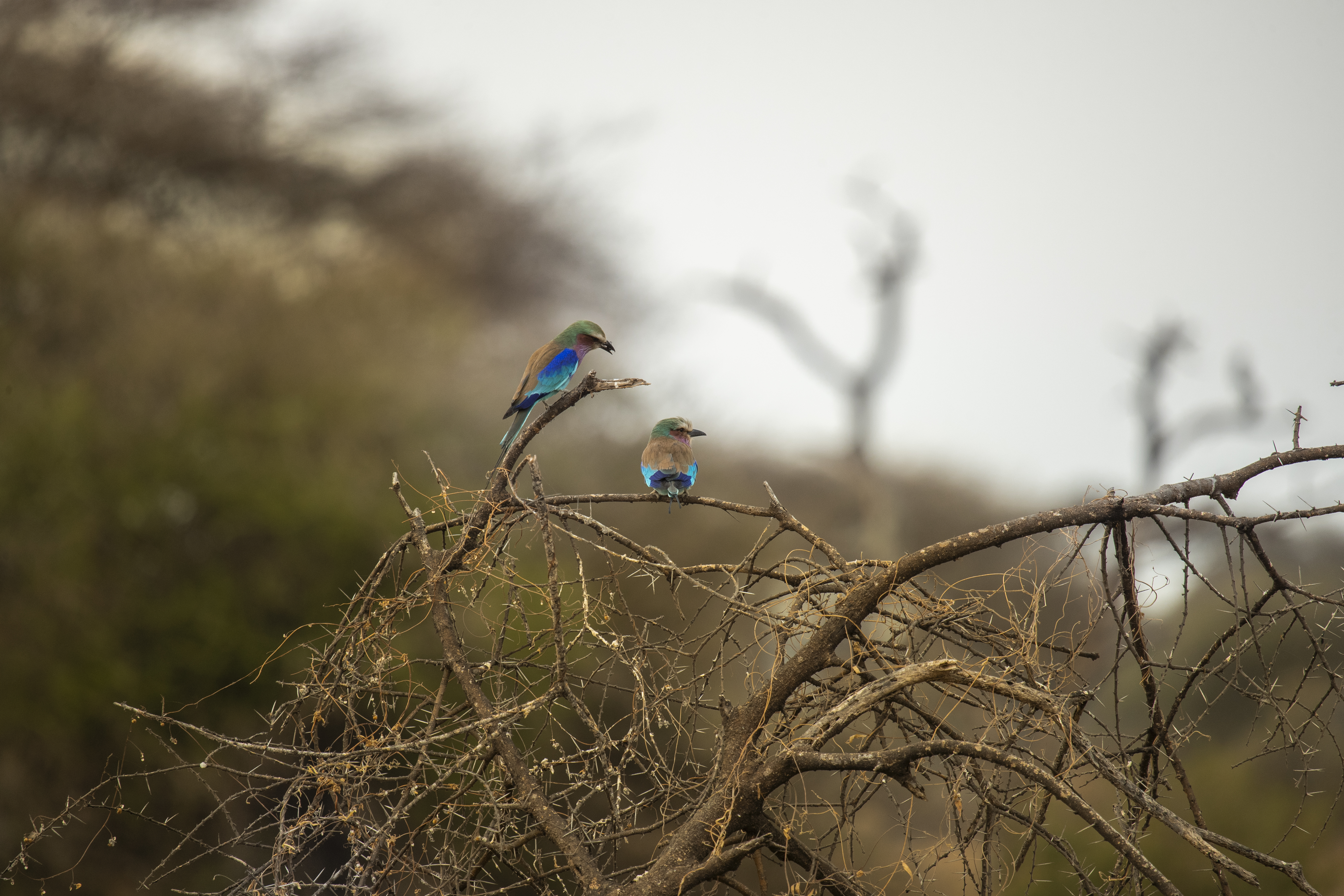 two birds on a tree branch