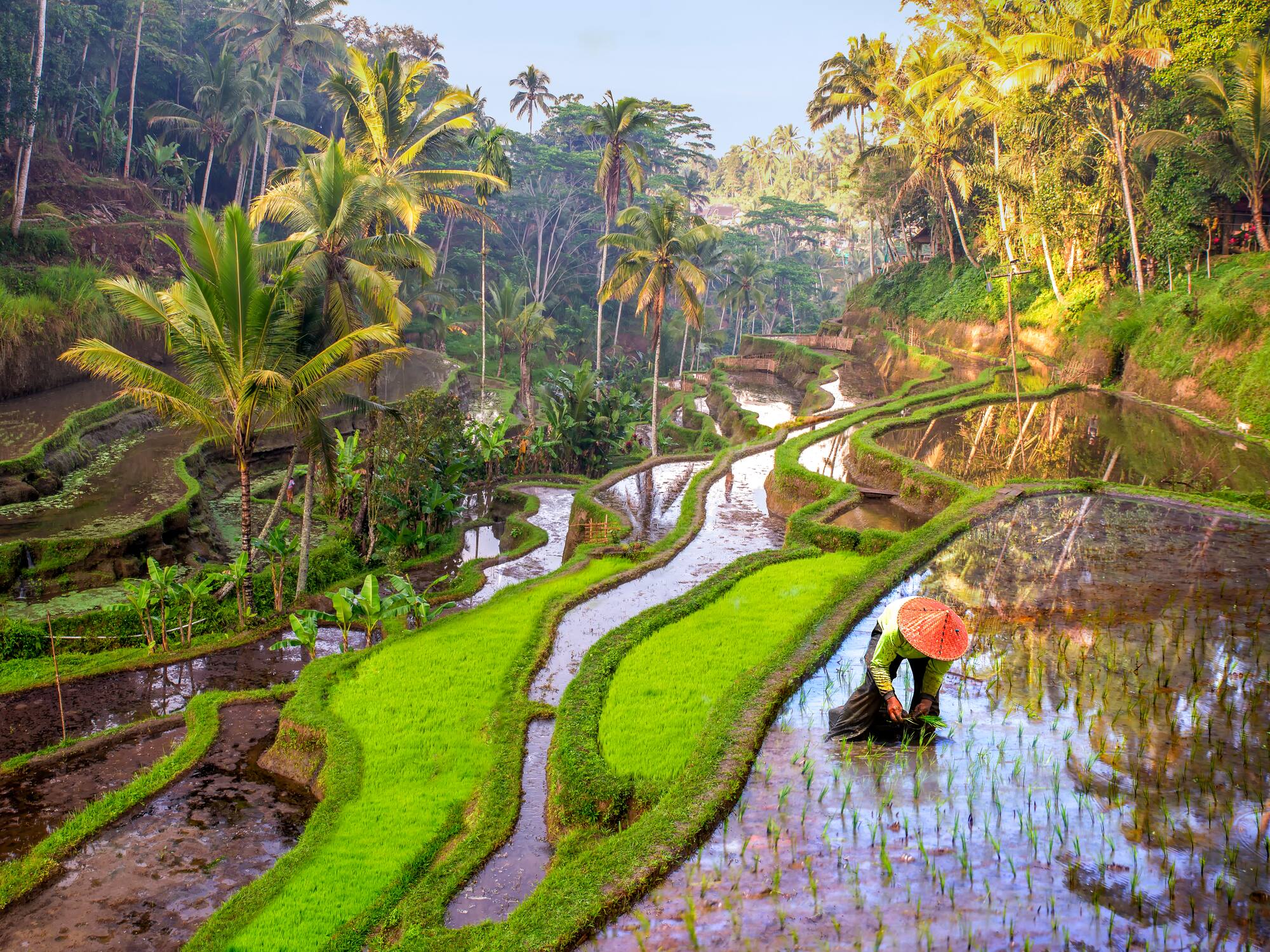 Balinese farmer planting rice in lush green terraces with palm trees.