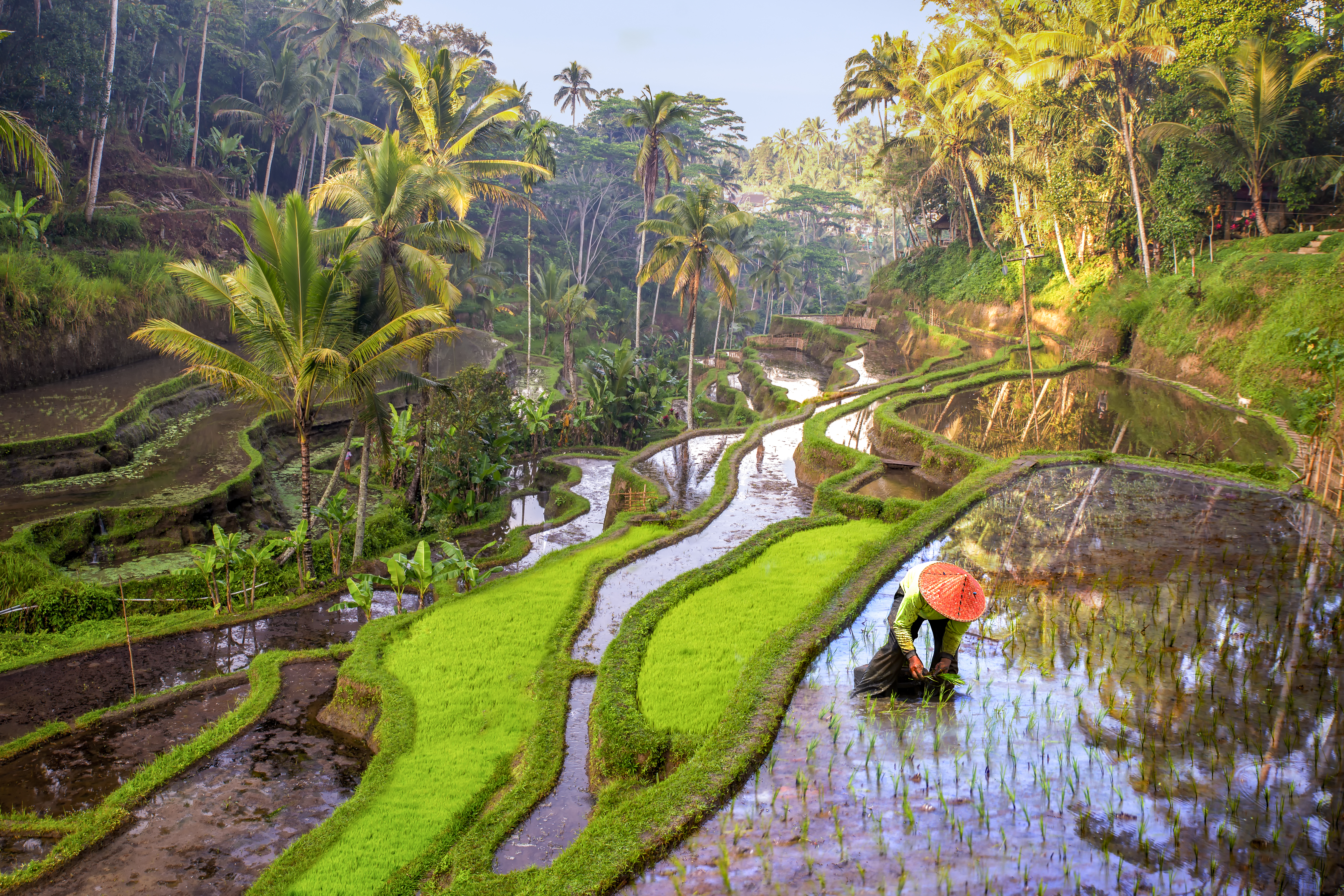 Balinese farmer planting rice in lush green terraces with palm trees.