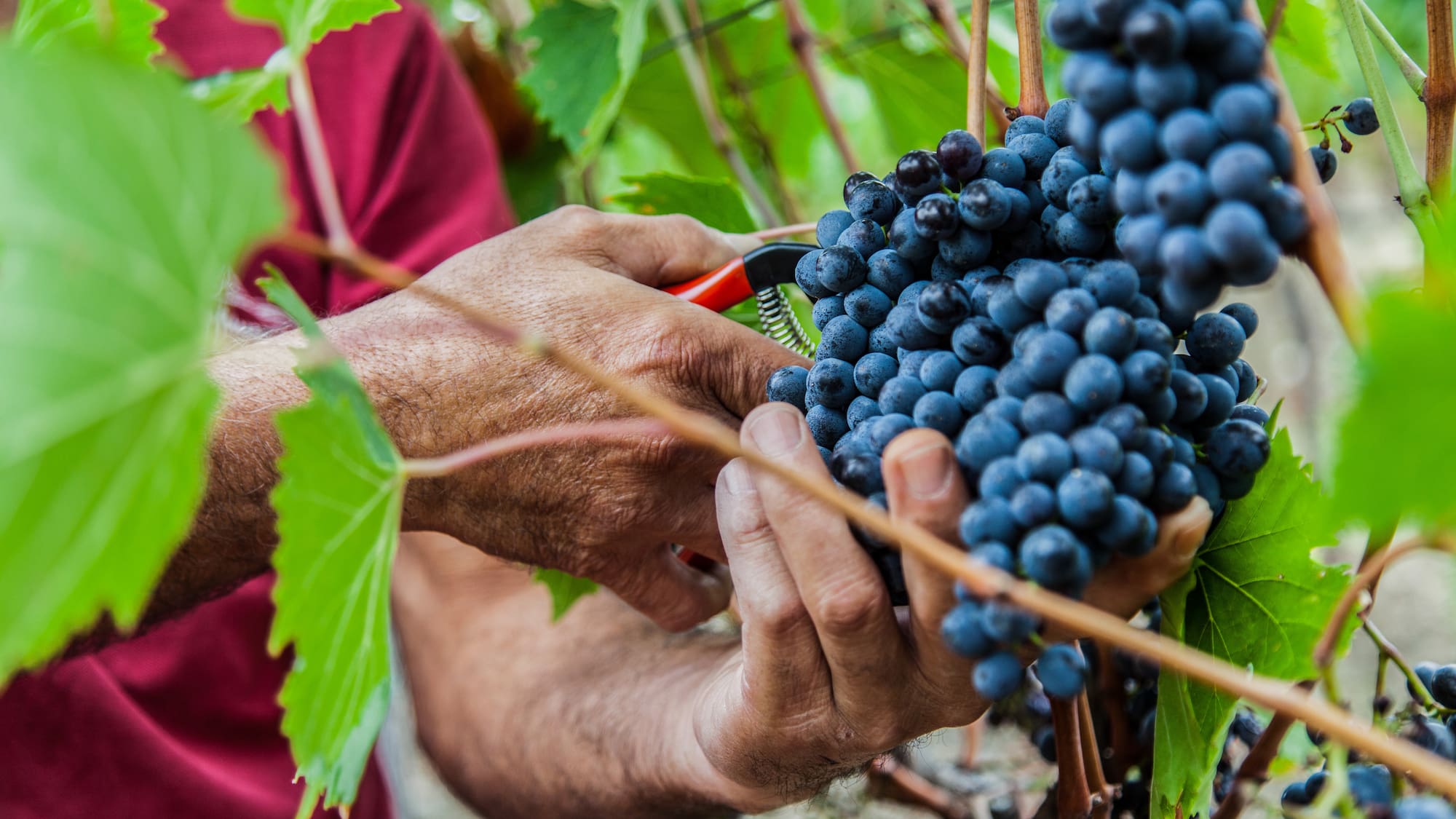Hands harvesting dark blue grapes with pruning shears in a vineyard.