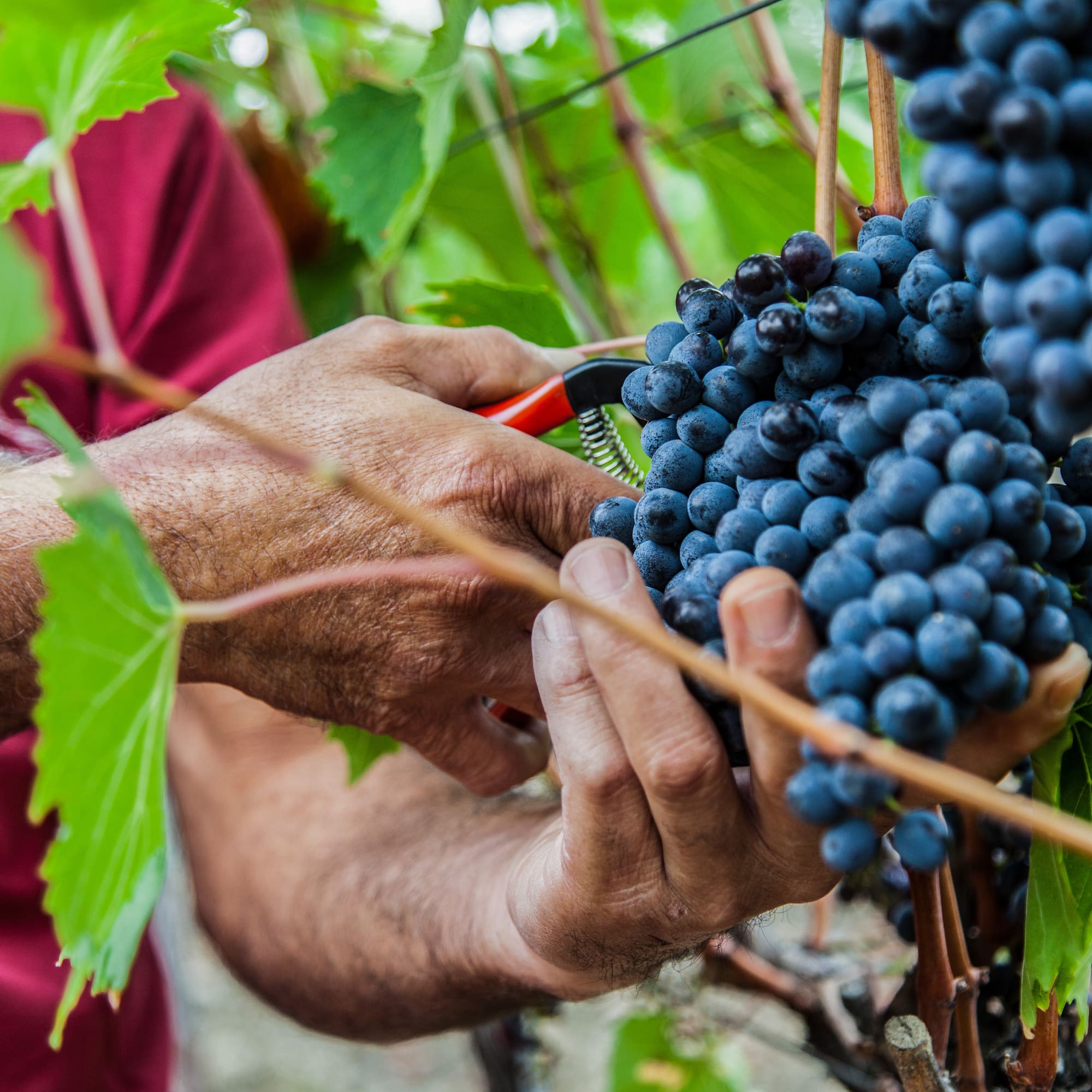Hands harvesting dark wine grapes with pruning shears in a vineyard.