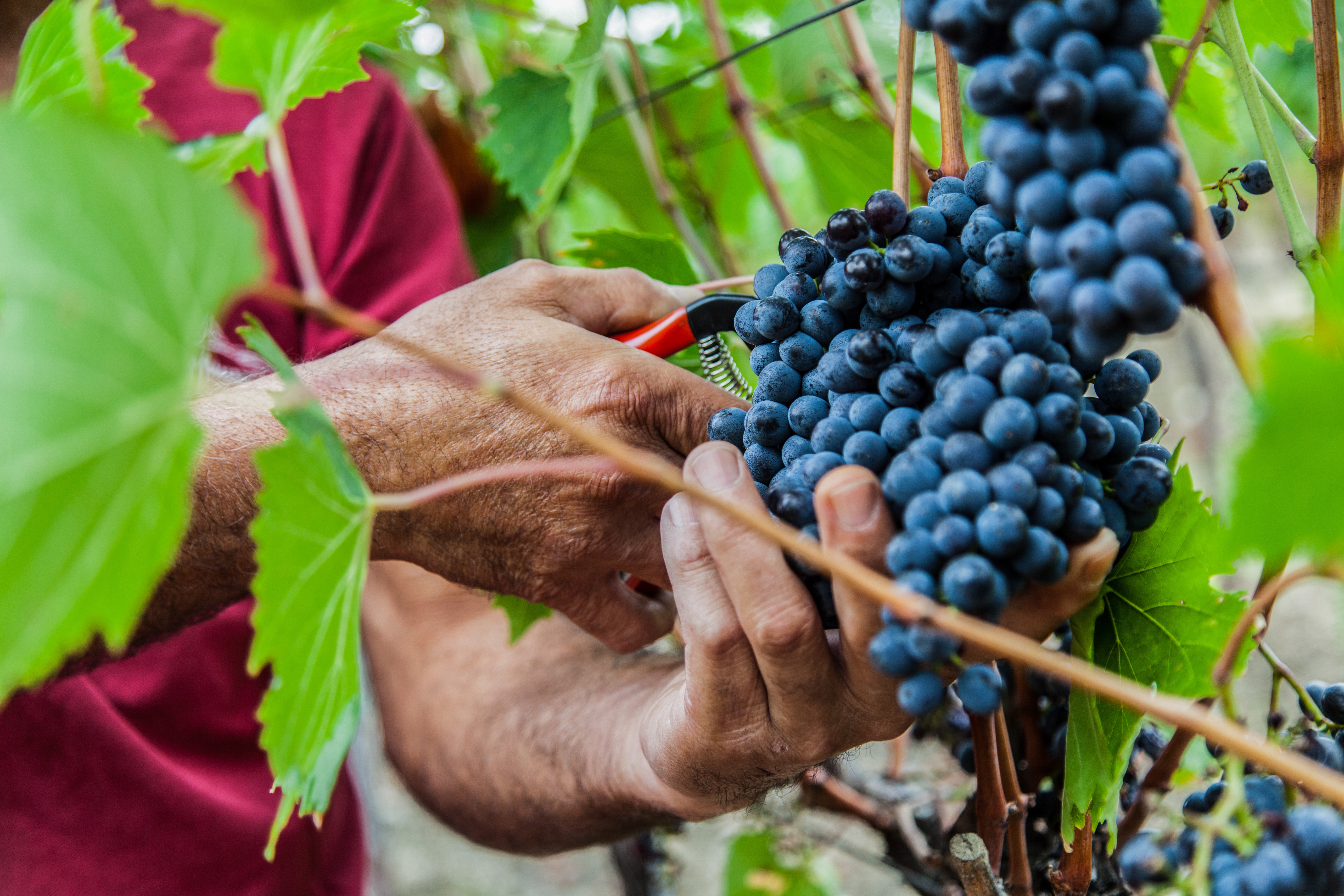 Hands harvesting dark wine grapes with pruning shears in a vineyard.