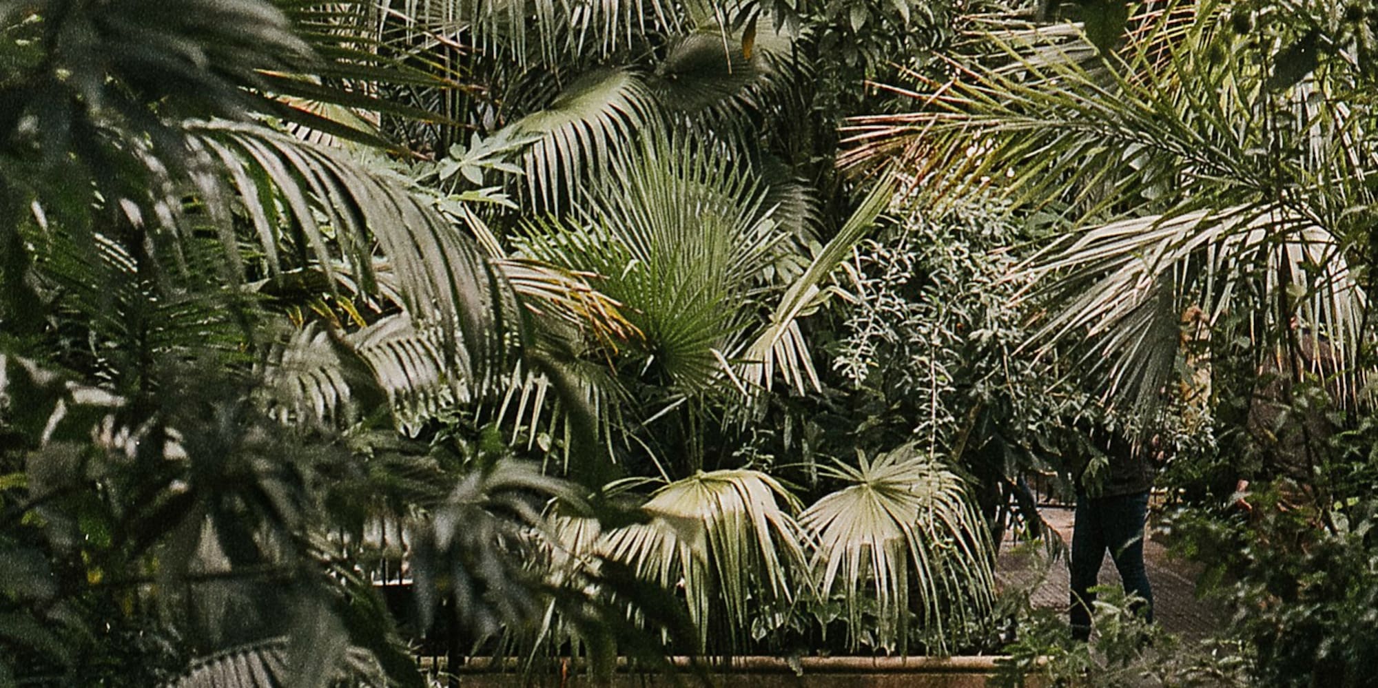 Metal grate walkway in lush tropical conservatory with dense palm foliage.