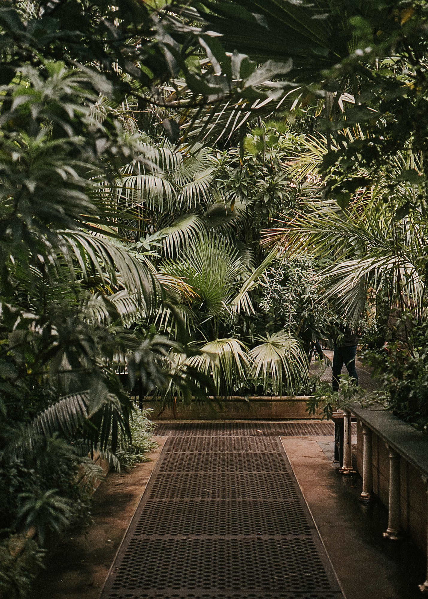 Metal grate walkway in lush tropical conservatory with dense palm foliage.