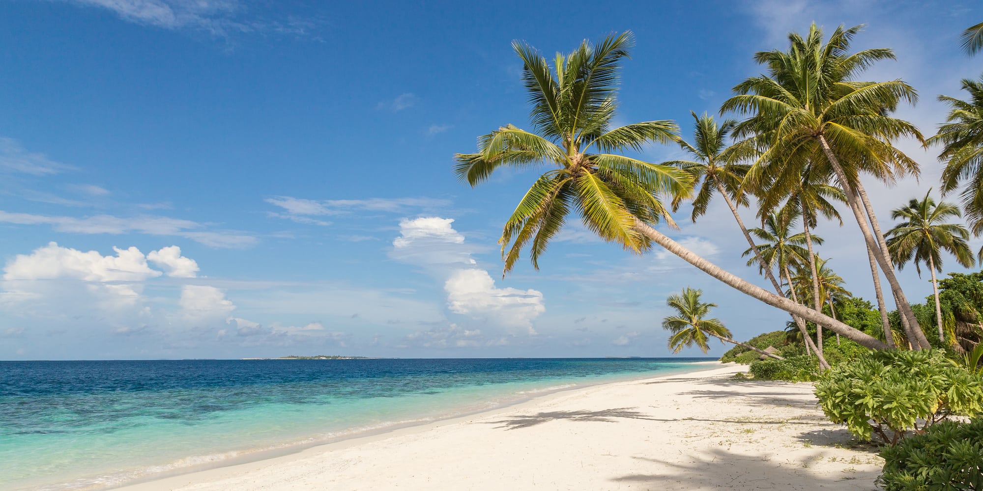 a beach with palm trees and blue water