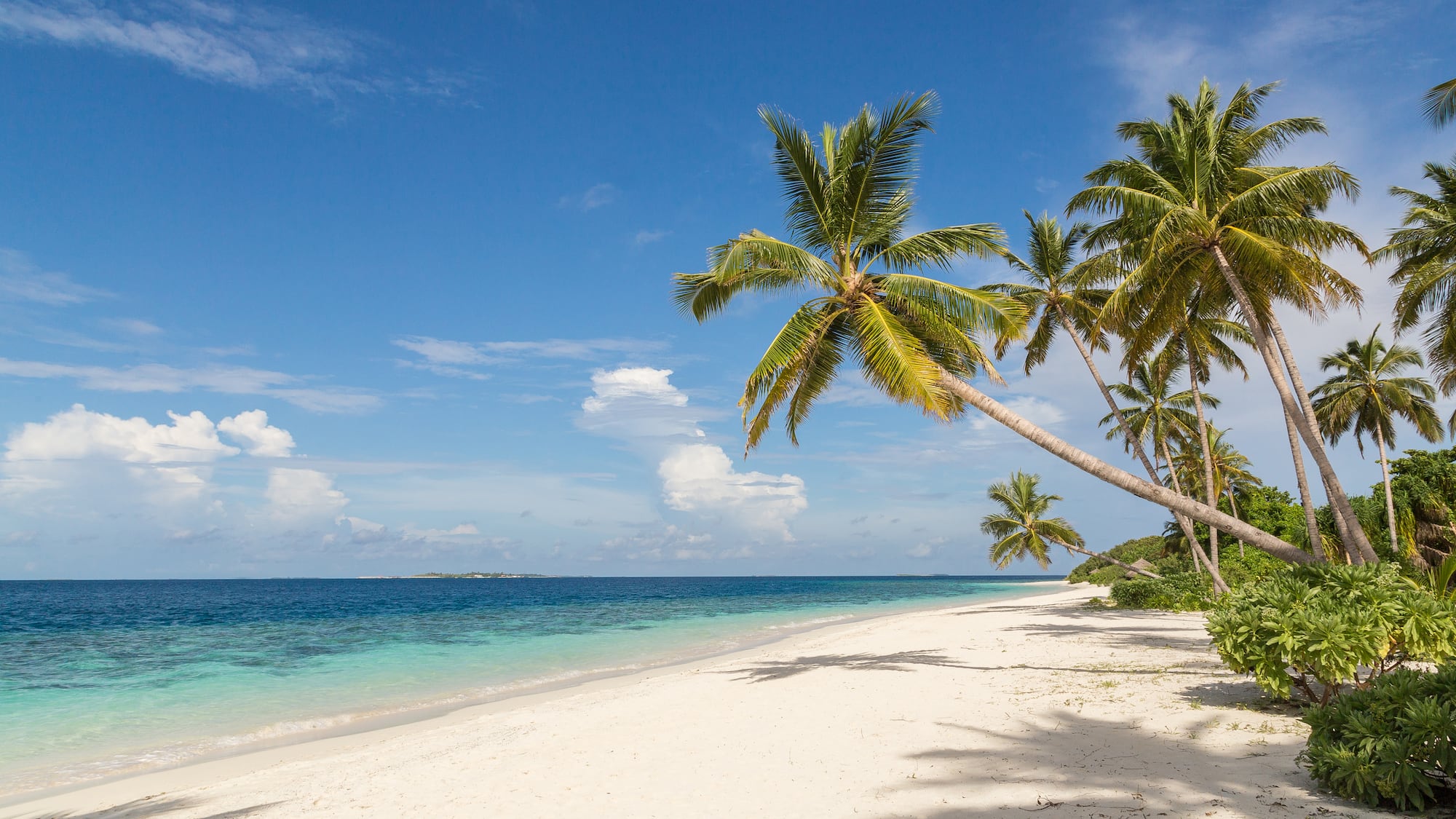 a beach with palm trees and blue water