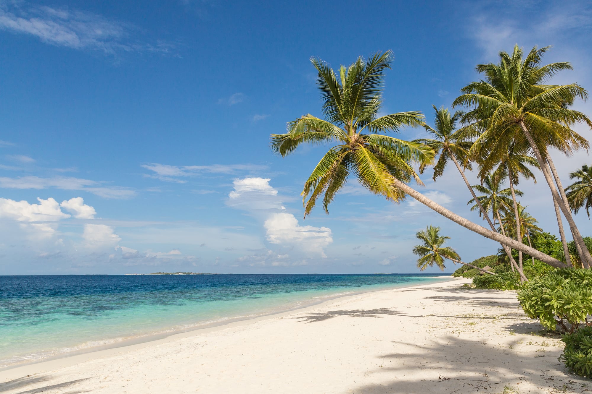 a beach with palm trees and blue water