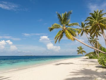 a beach with palm trees and blue water