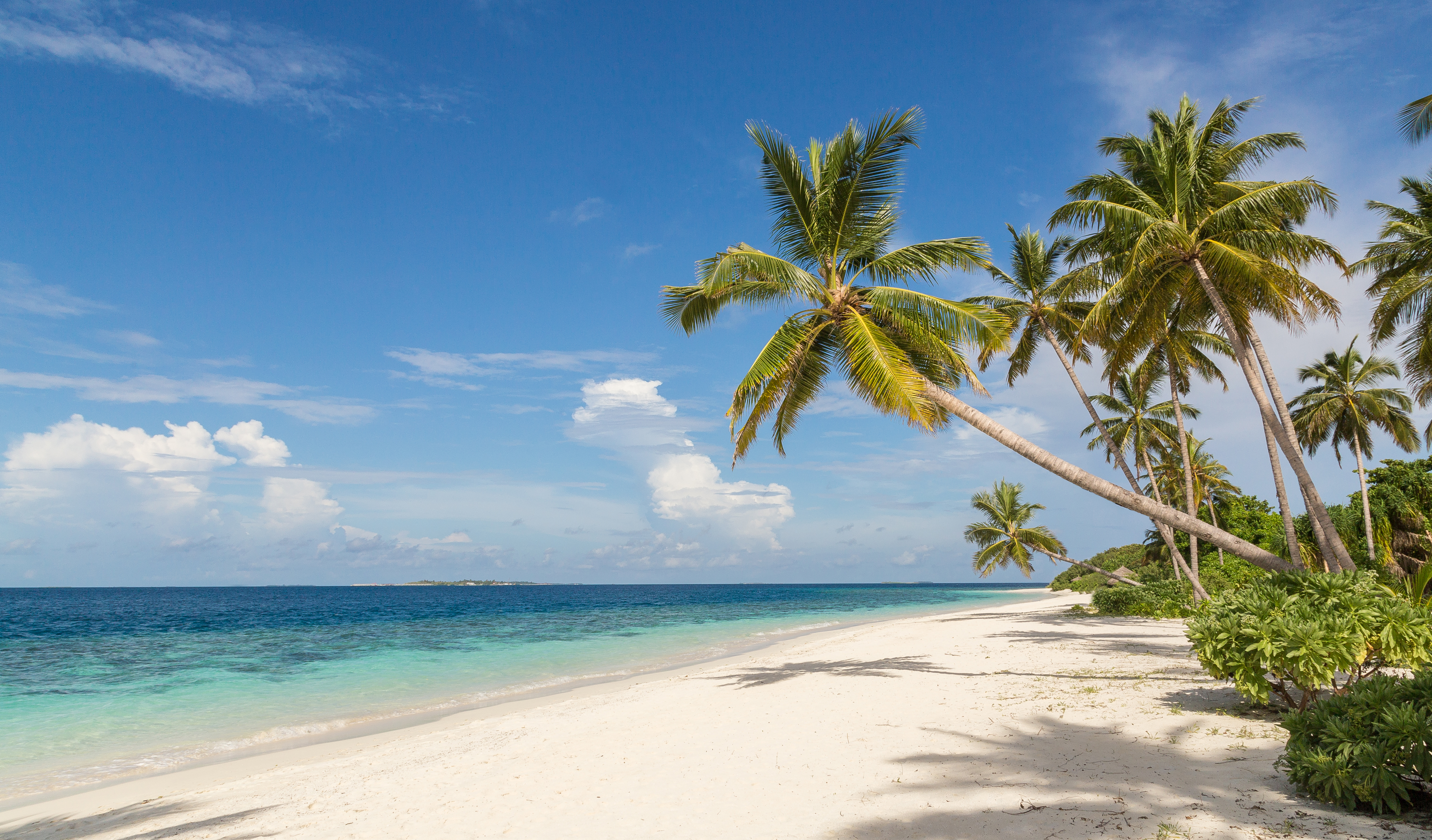 a beach with palm trees and blue water