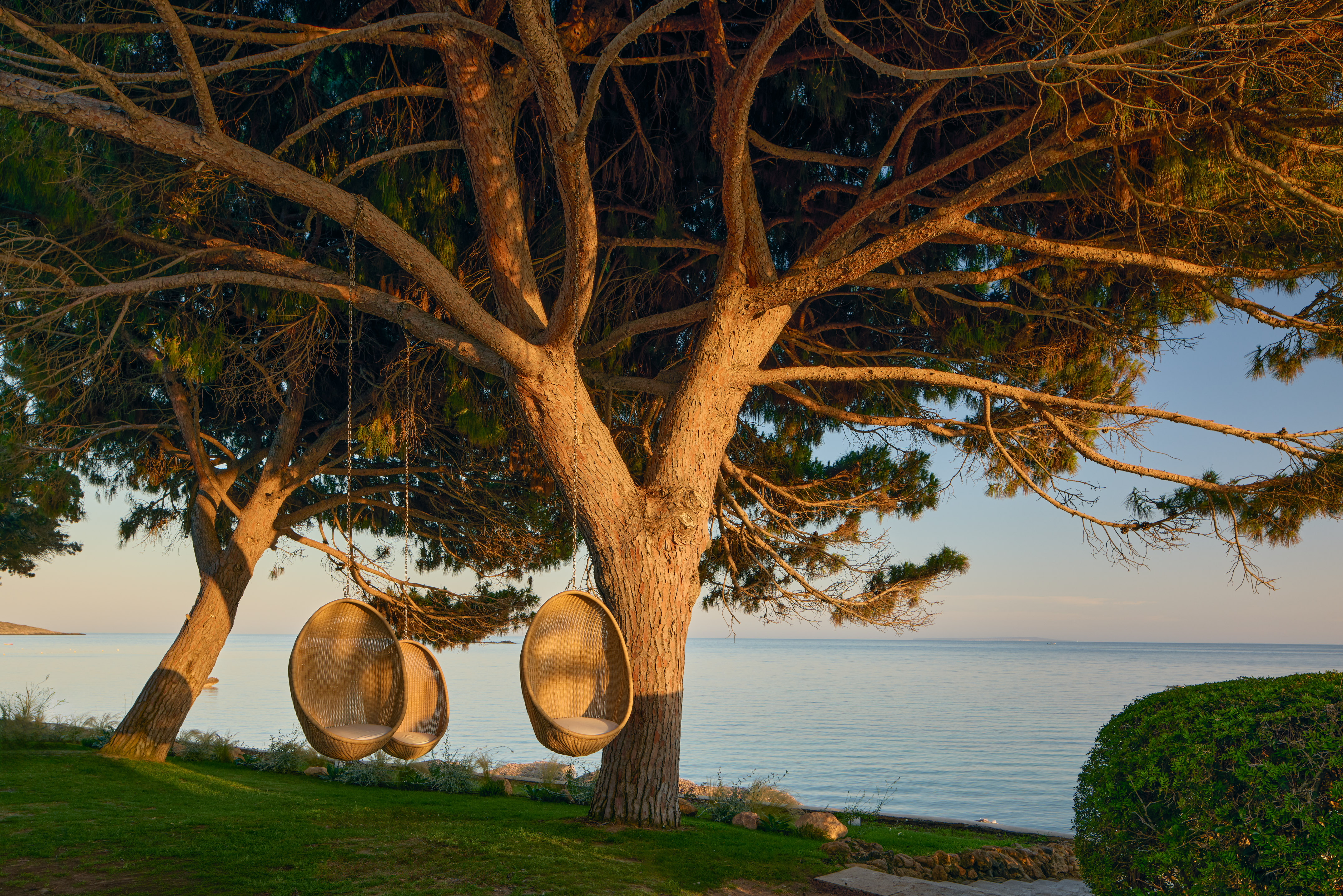 Wicker egg chairs hanging from a large tree overlooking the calm ocean.