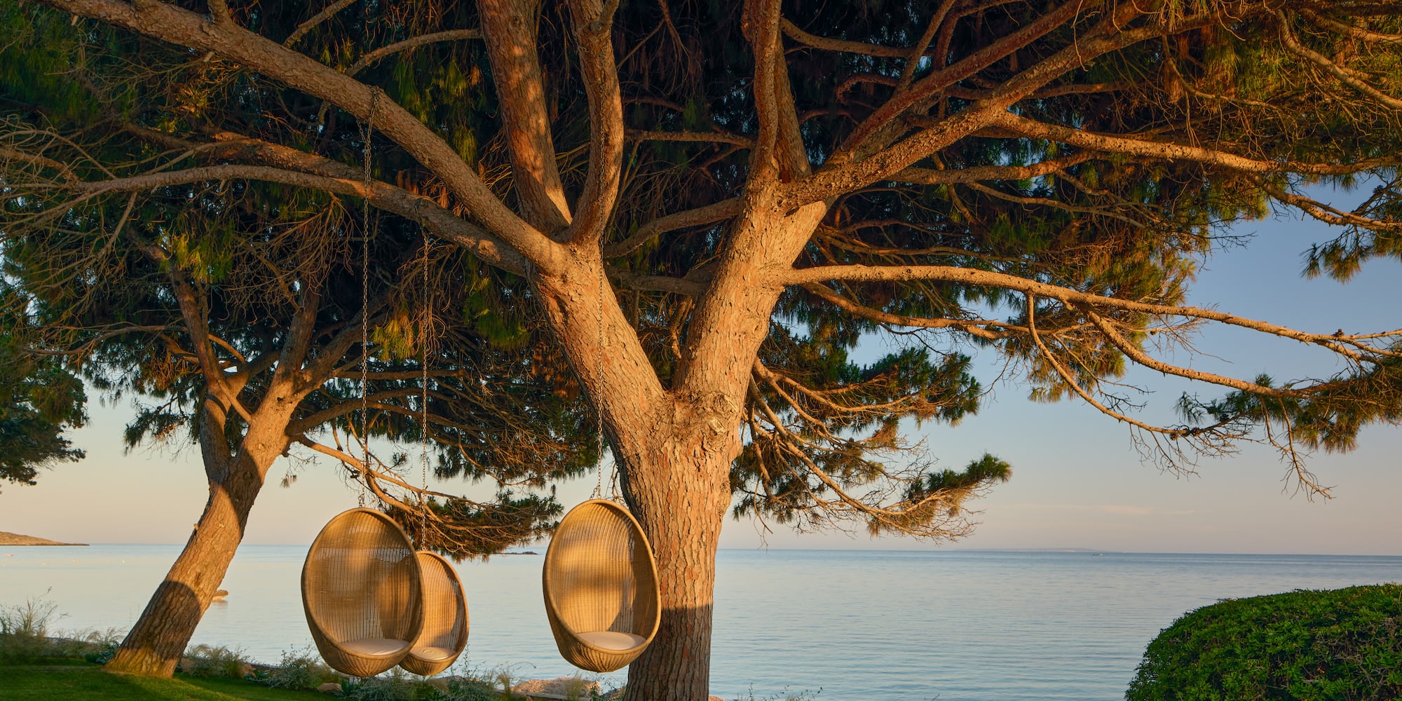 Wicker egg chairs hanging from a large tree overlooking the calm ocean.
