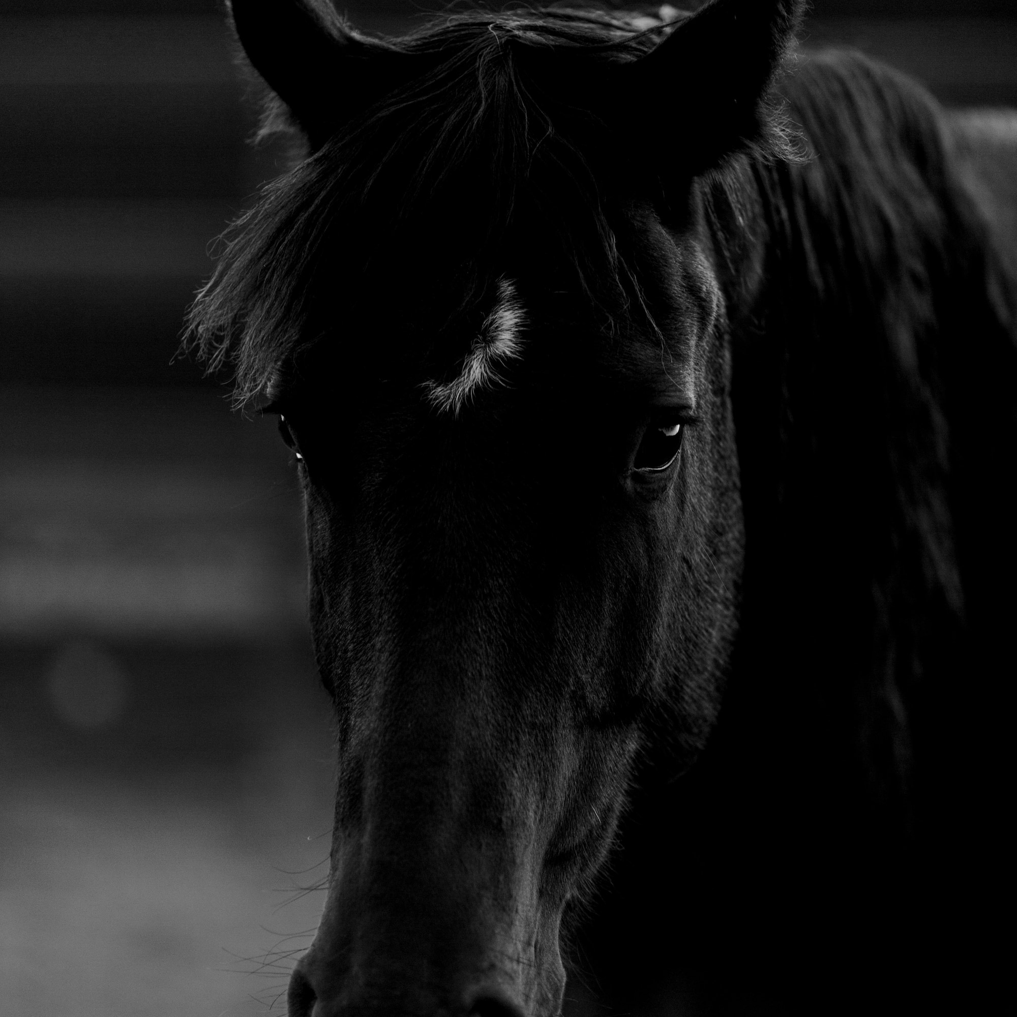 Caballo oscuro en blanco y negro, con mirada intensa y una estrella blanca en la frente.
