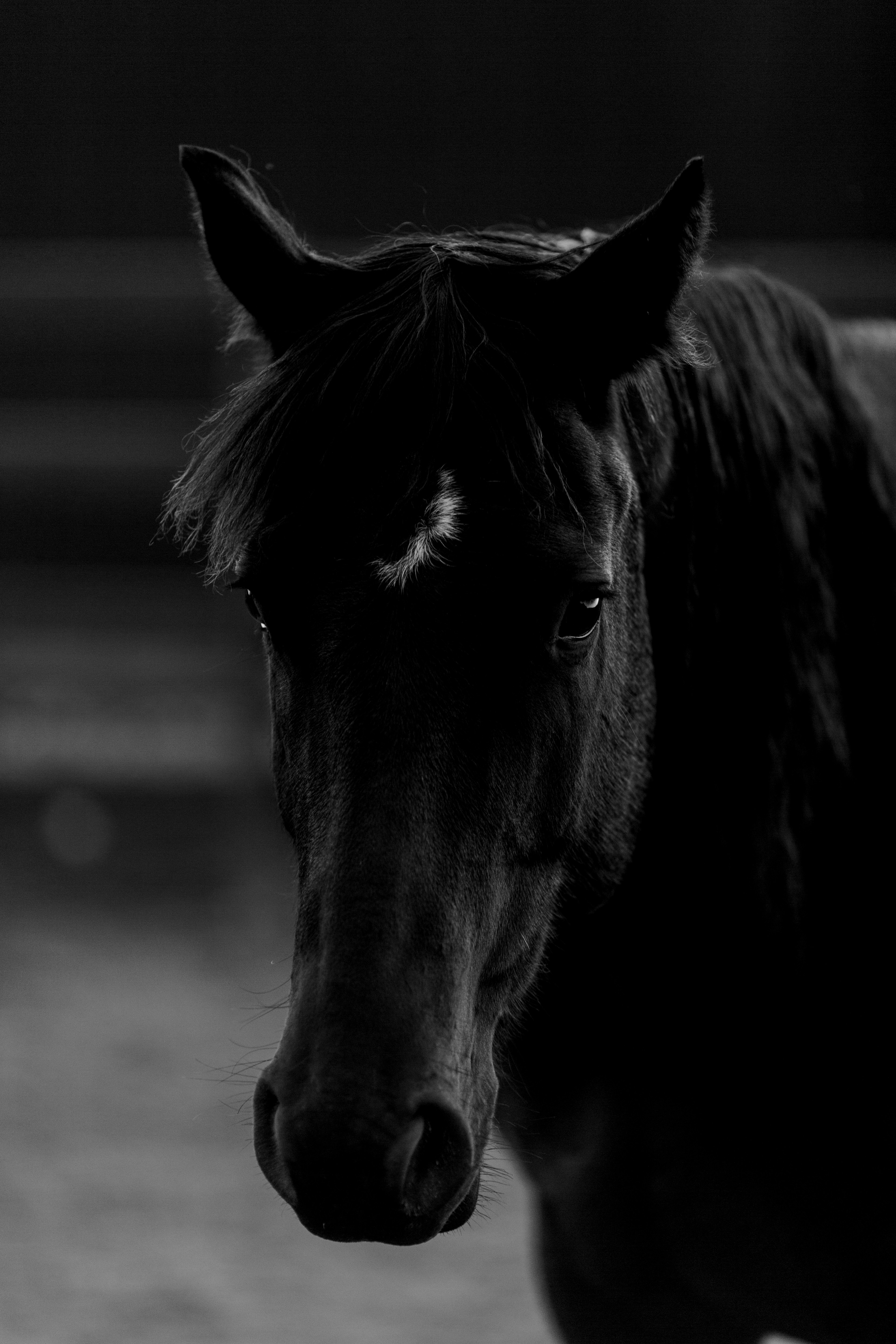 Caballo oscuro en blanco y negro, con mirada intensa y una estrella blanca en la frente.