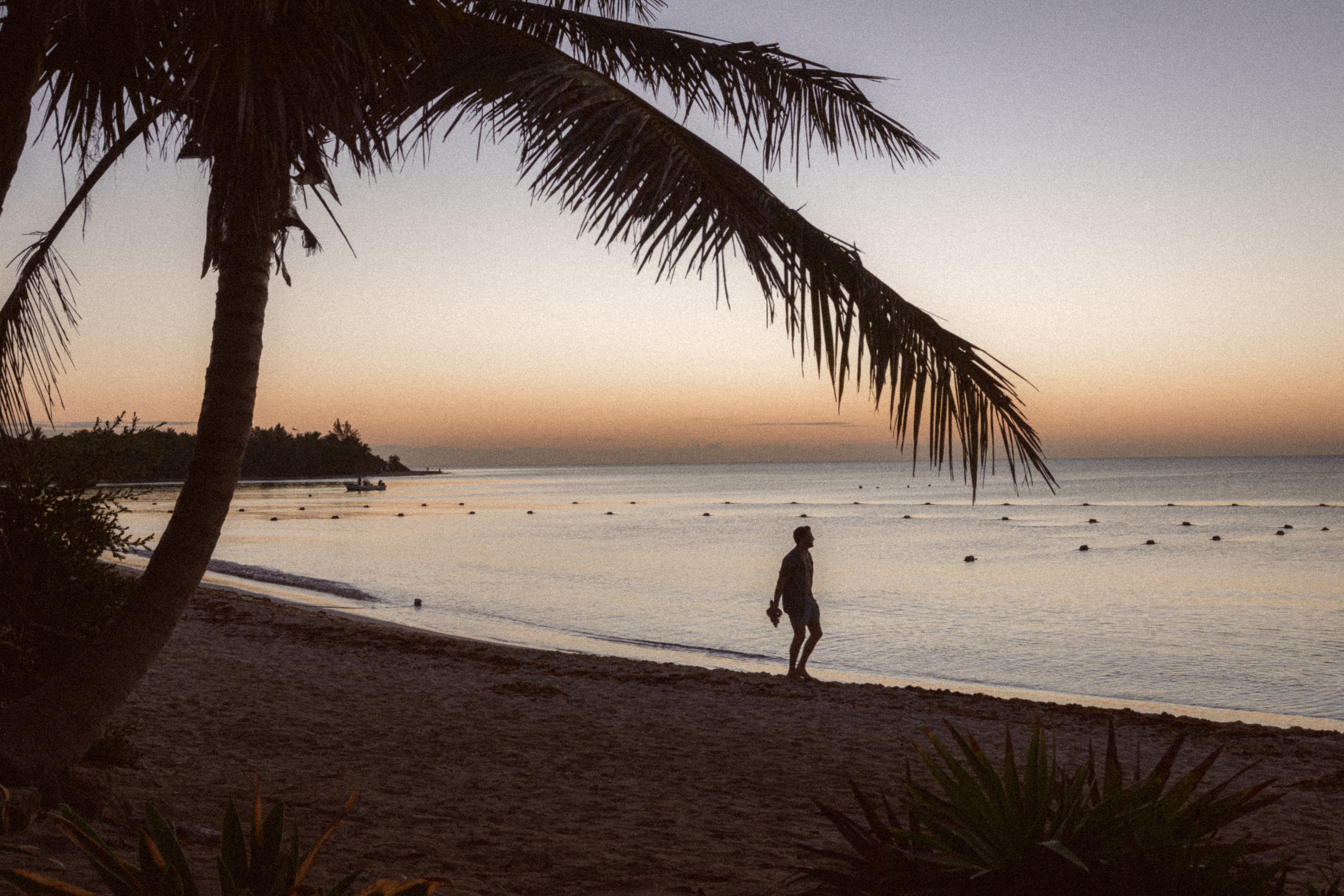 Man walks on sandy beach at sunset, framed by a palm tree.