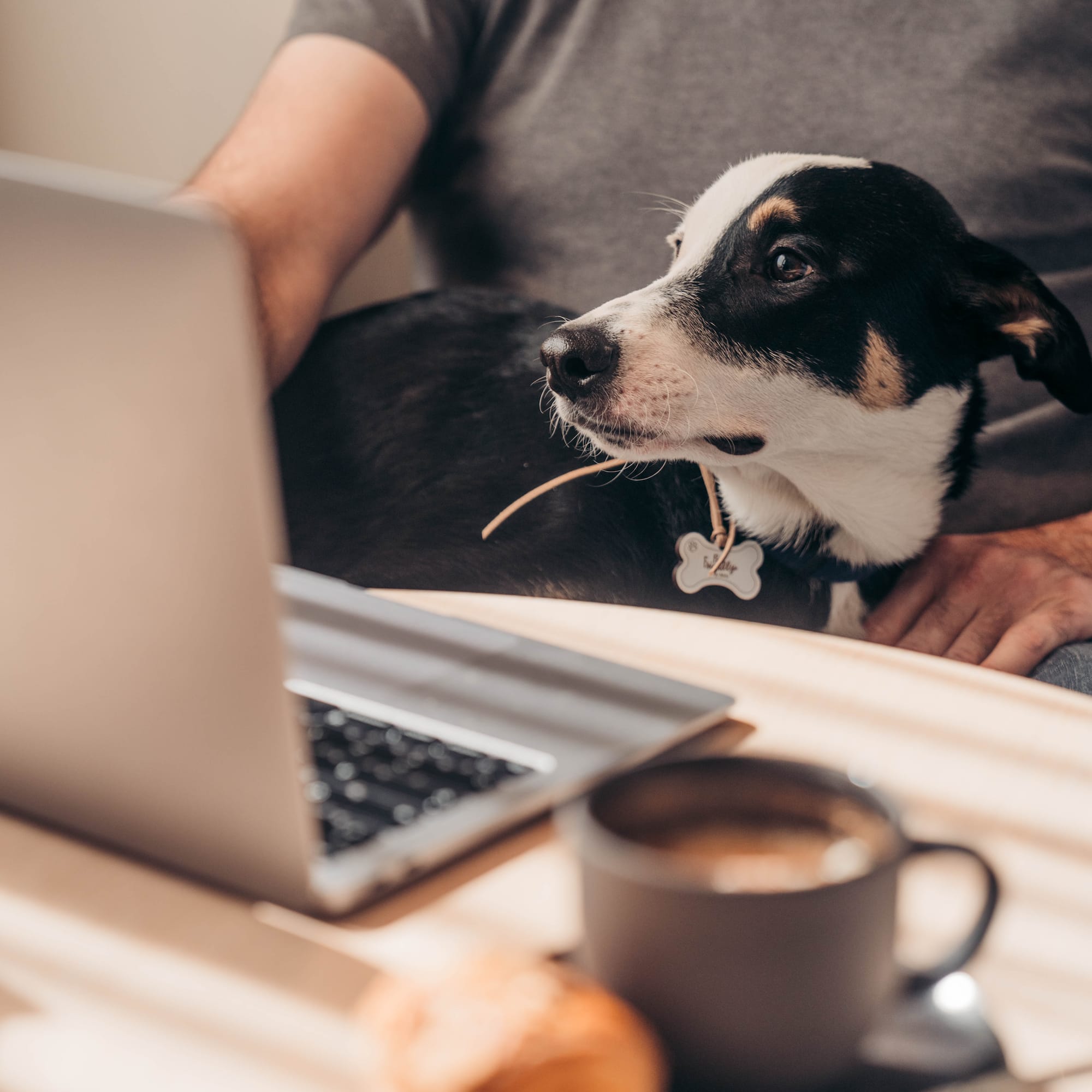 a dog sitting on a person's lap