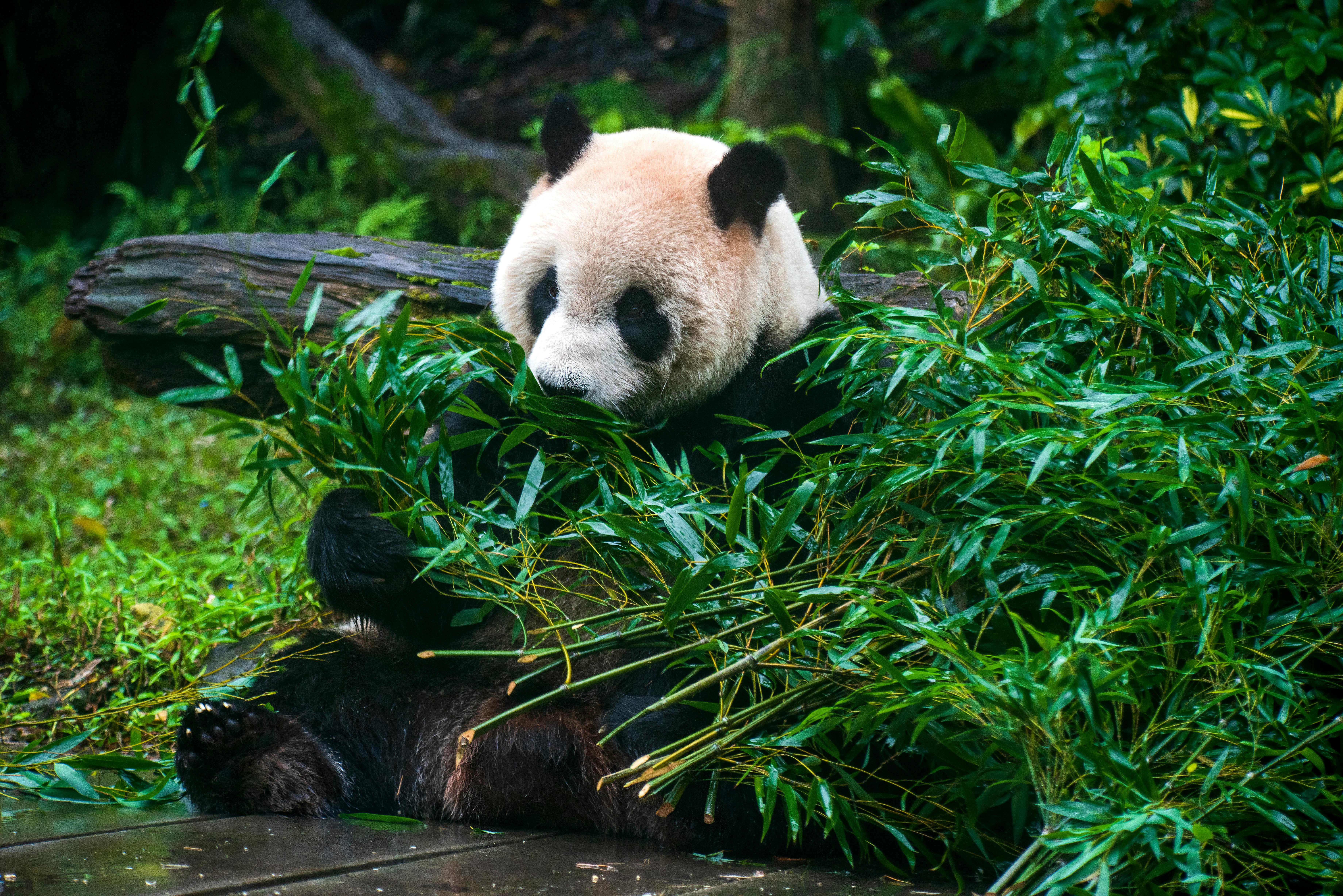 a panda eating bamboo leaves