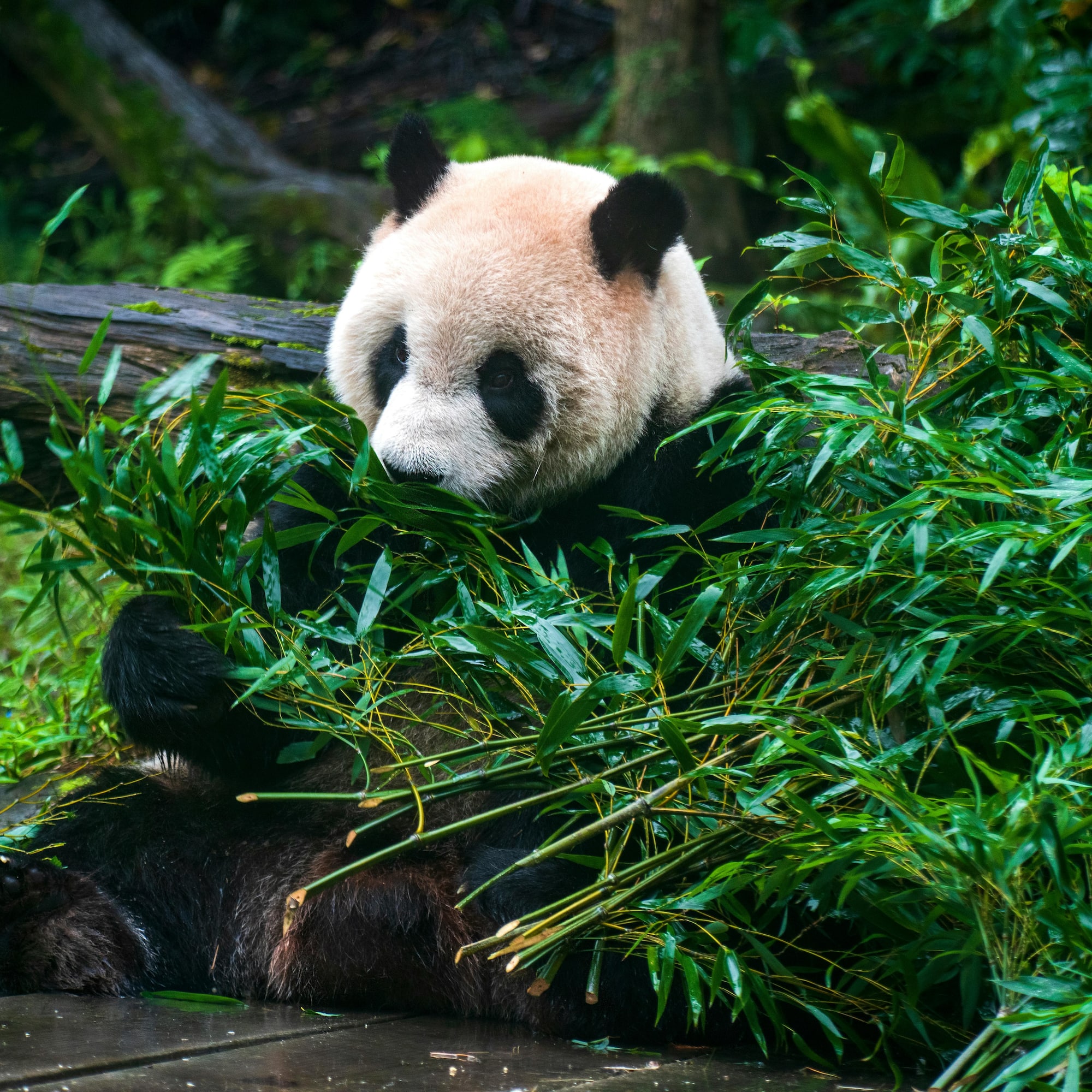 a panda eating bamboo leaves