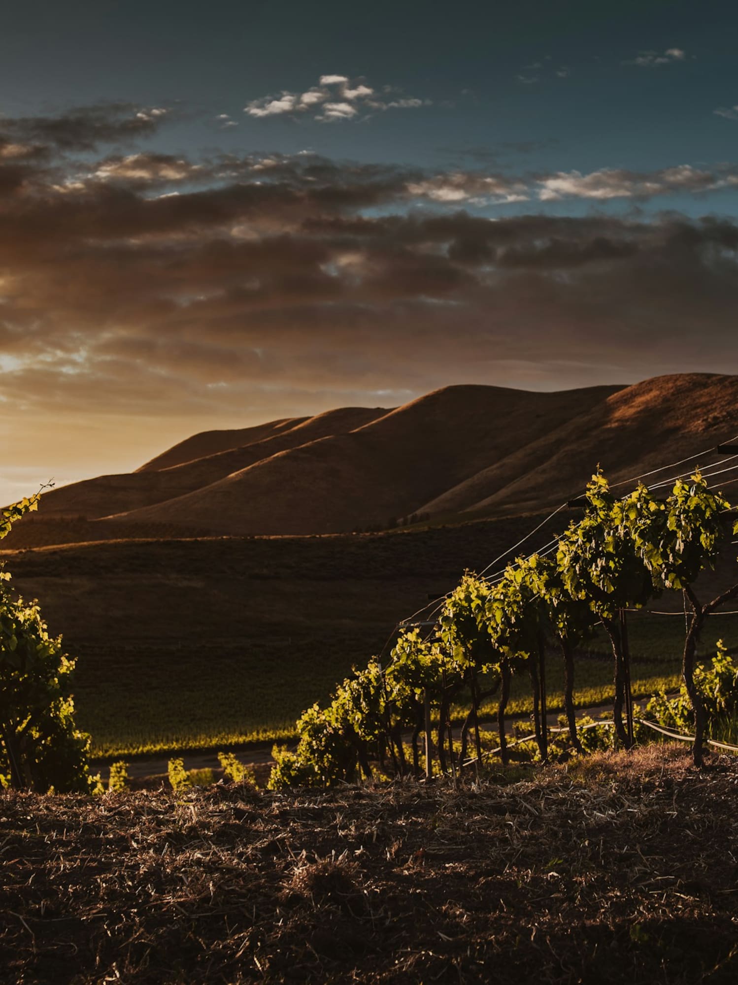 Sunset illuminates vineyard rows, green grapevines, rolling hills, and cloudy sky.