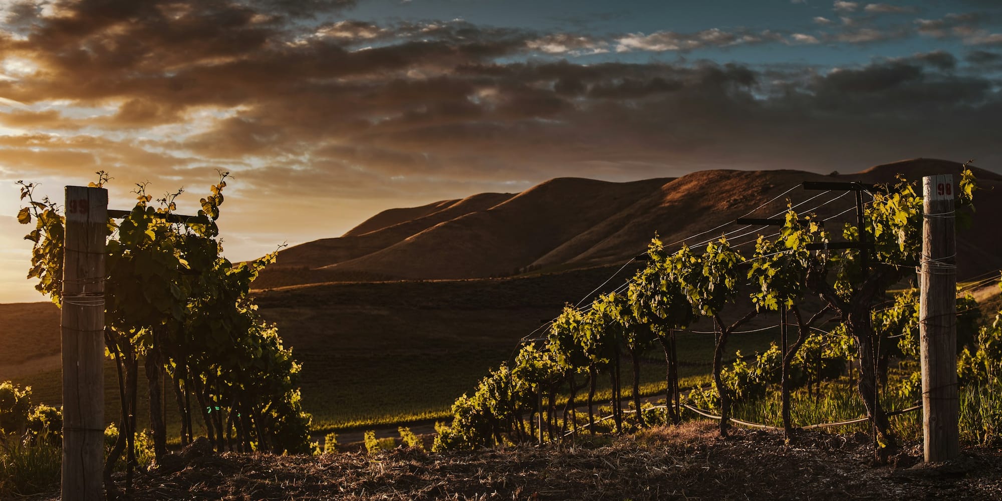 Sunset illuminates vineyard rows, green grapevines, rolling hills, and cloudy sky.