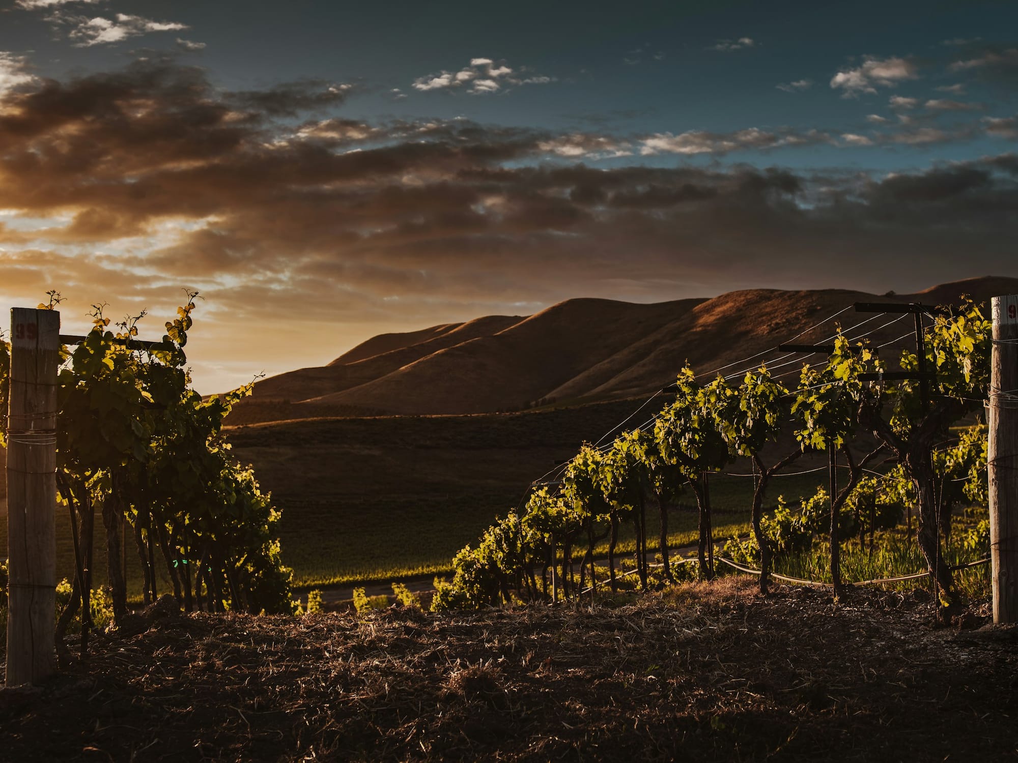 Sunset illuminates vineyard rows, green grapevines, rolling hills, and cloudy sky.
