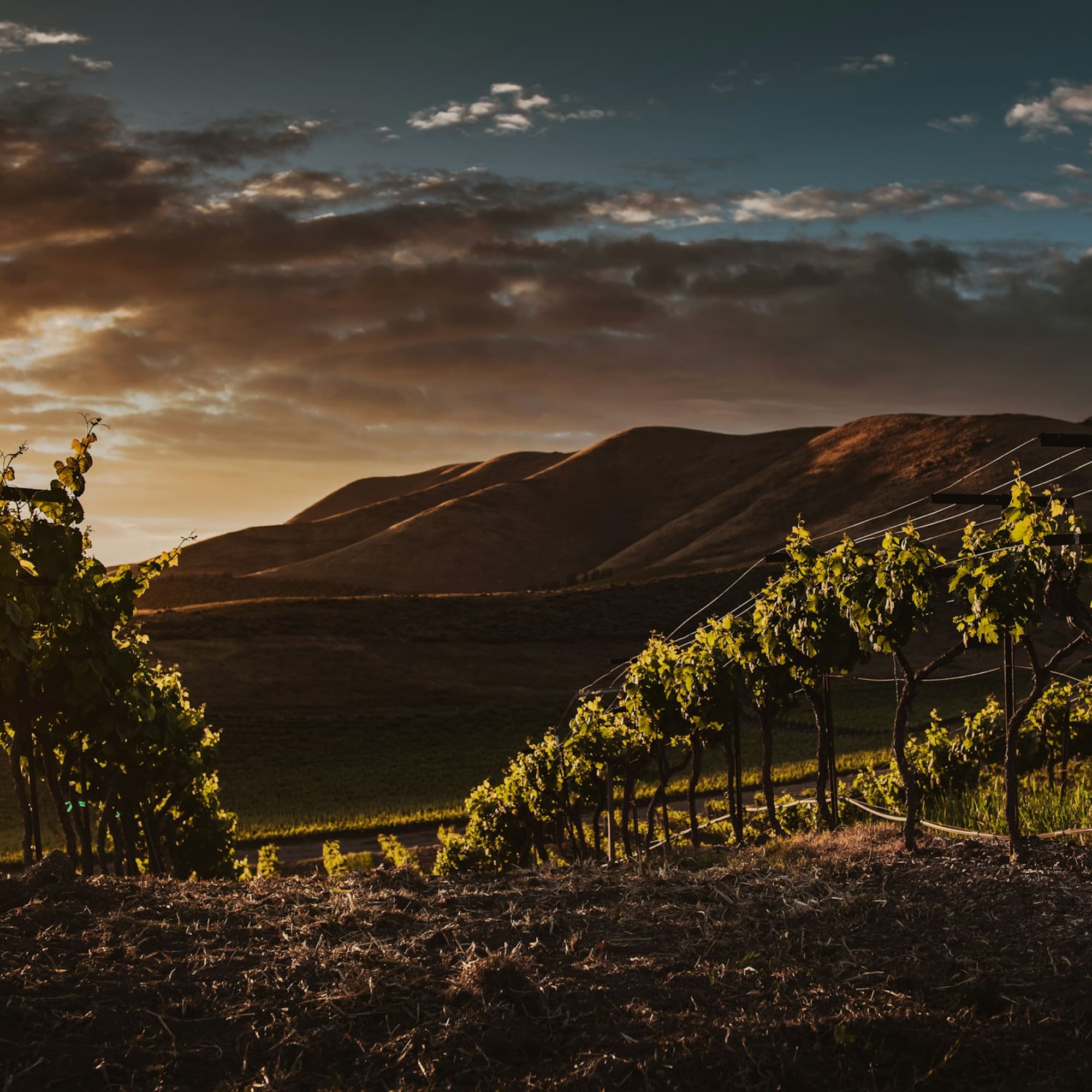 Sunset illuminates vineyard rows, green grapevines, rolling hills, and cloudy sky.