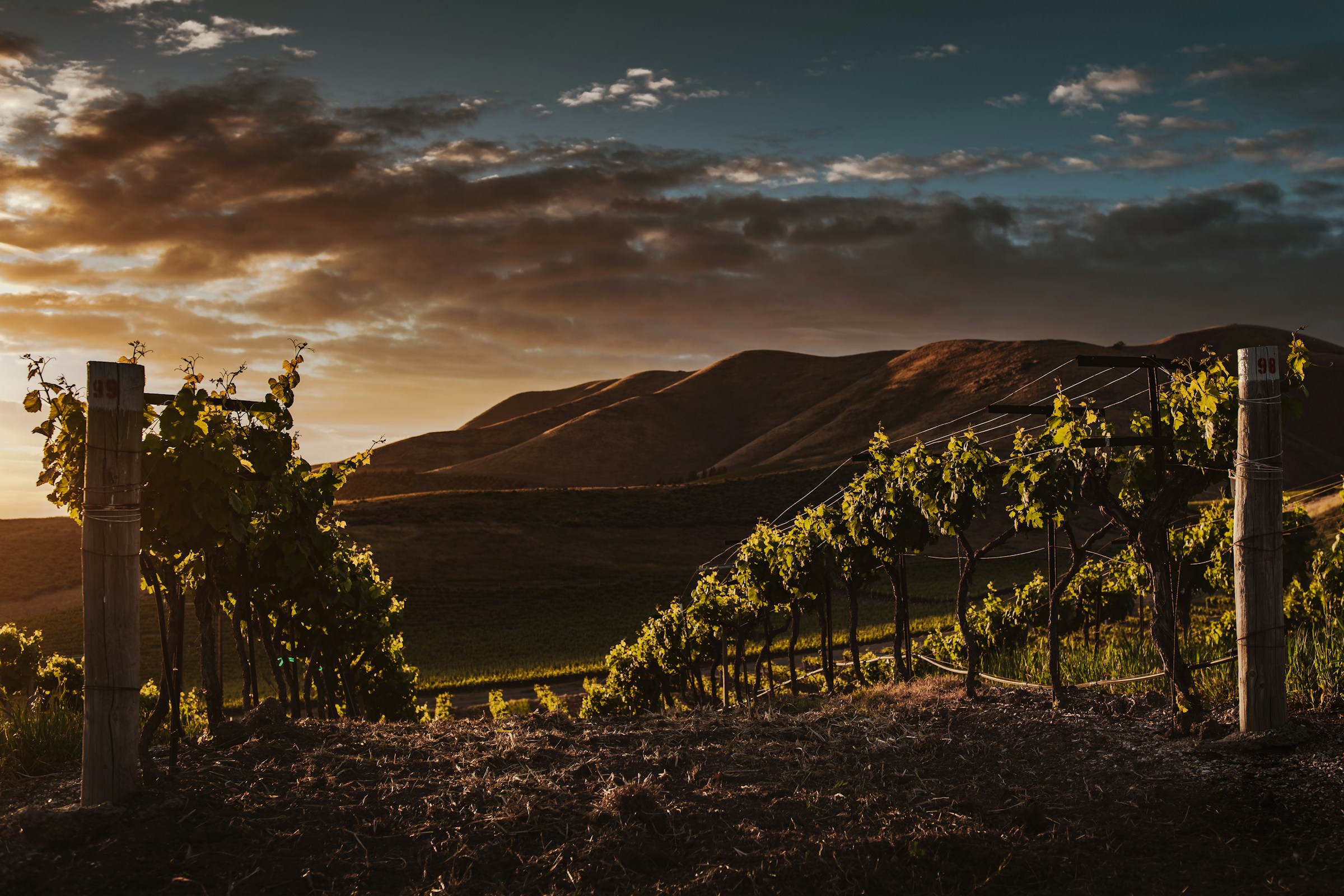 Sunset illuminates vineyard rows, green grapevines, rolling hills, and cloudy sky.