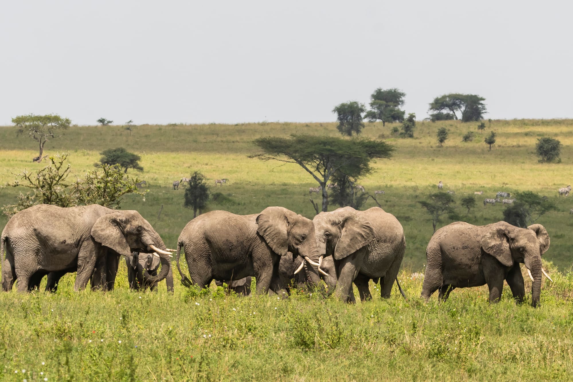 a group of elephants in a field