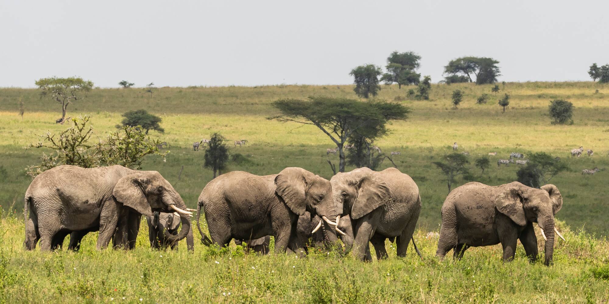a group of elephants in a field