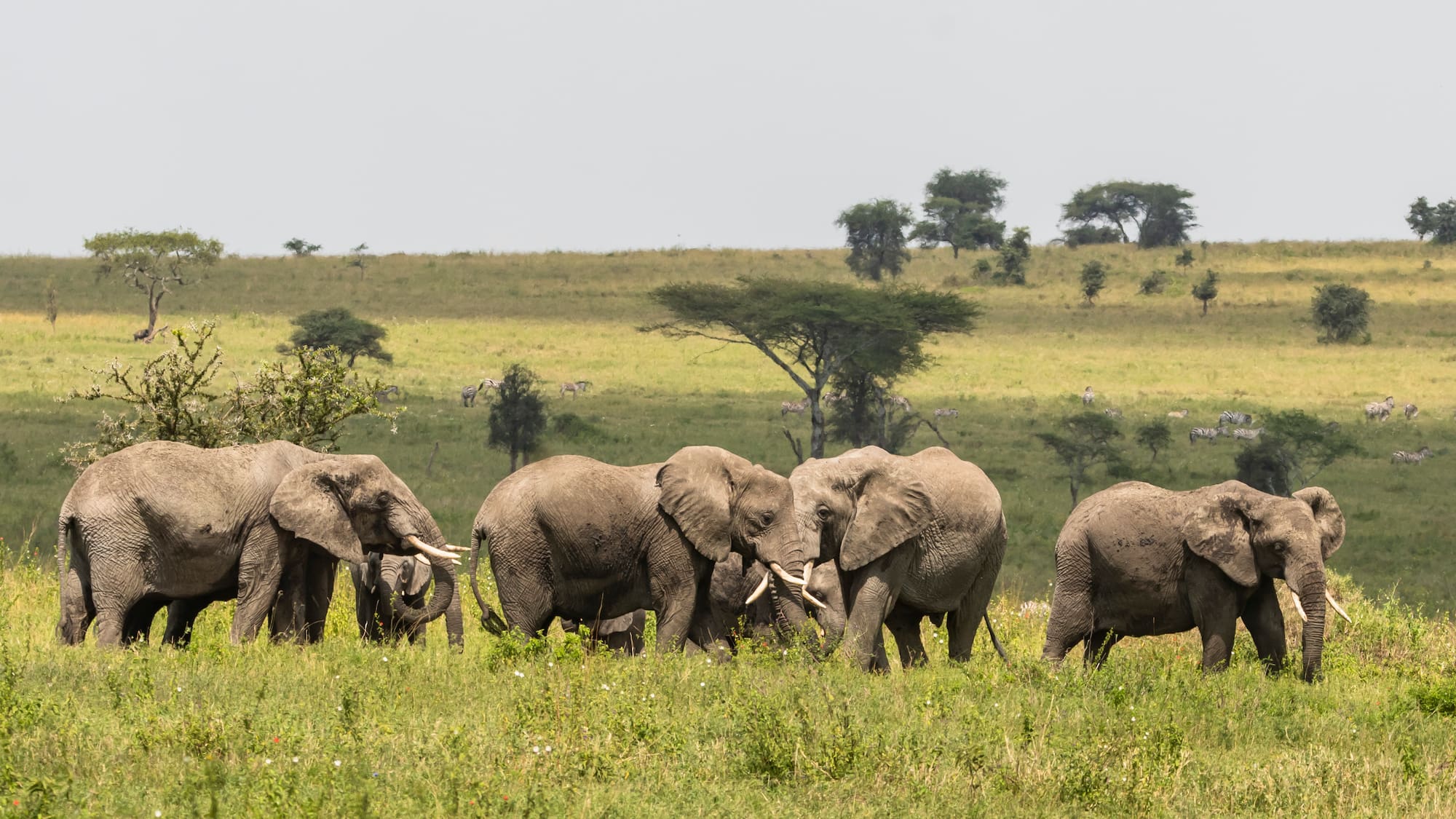 a group of elephants in a field
