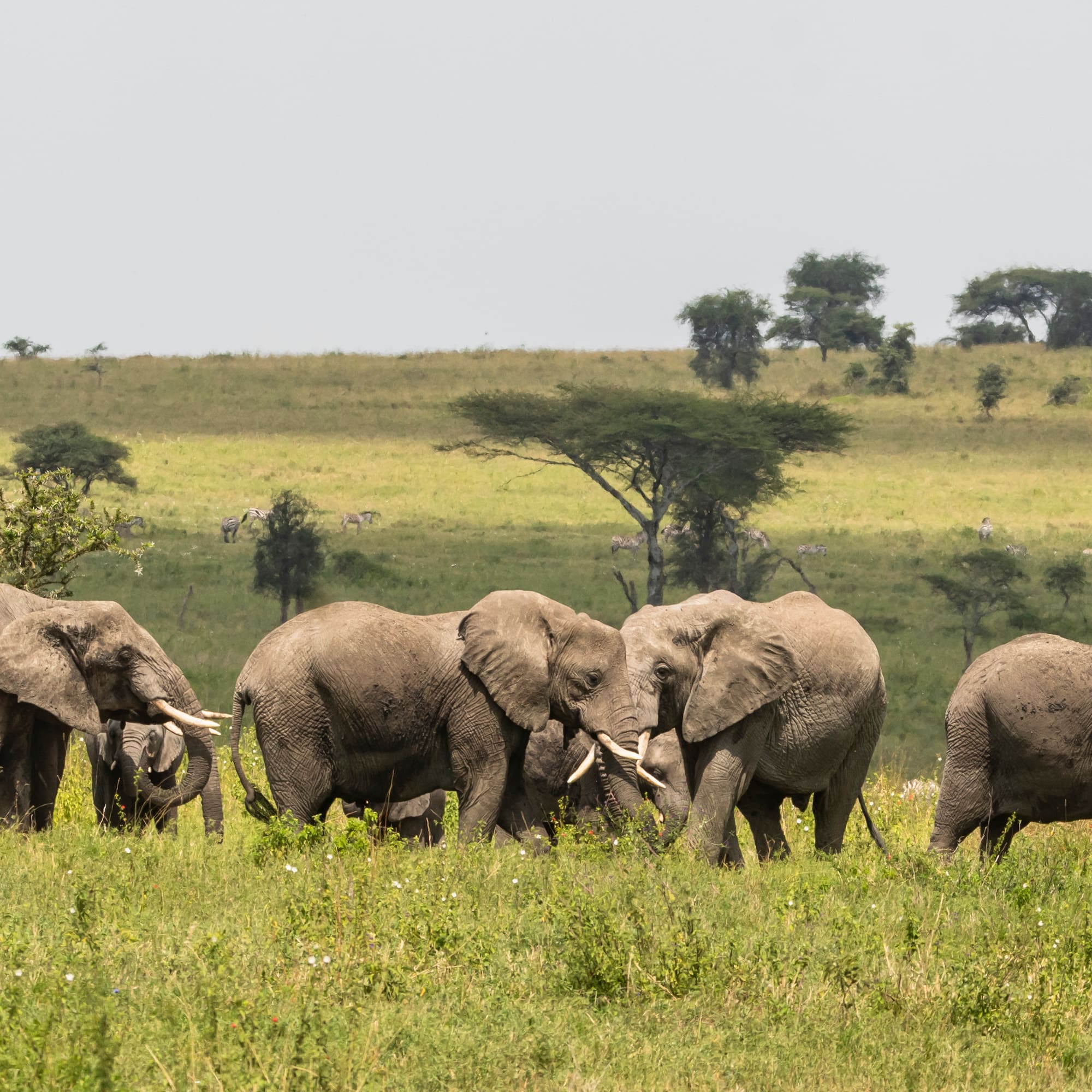 a group of elephants in a field