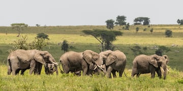 a group of elephants in a field