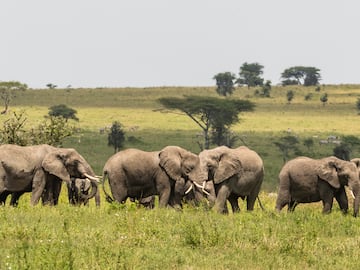 a group of elephants in a field