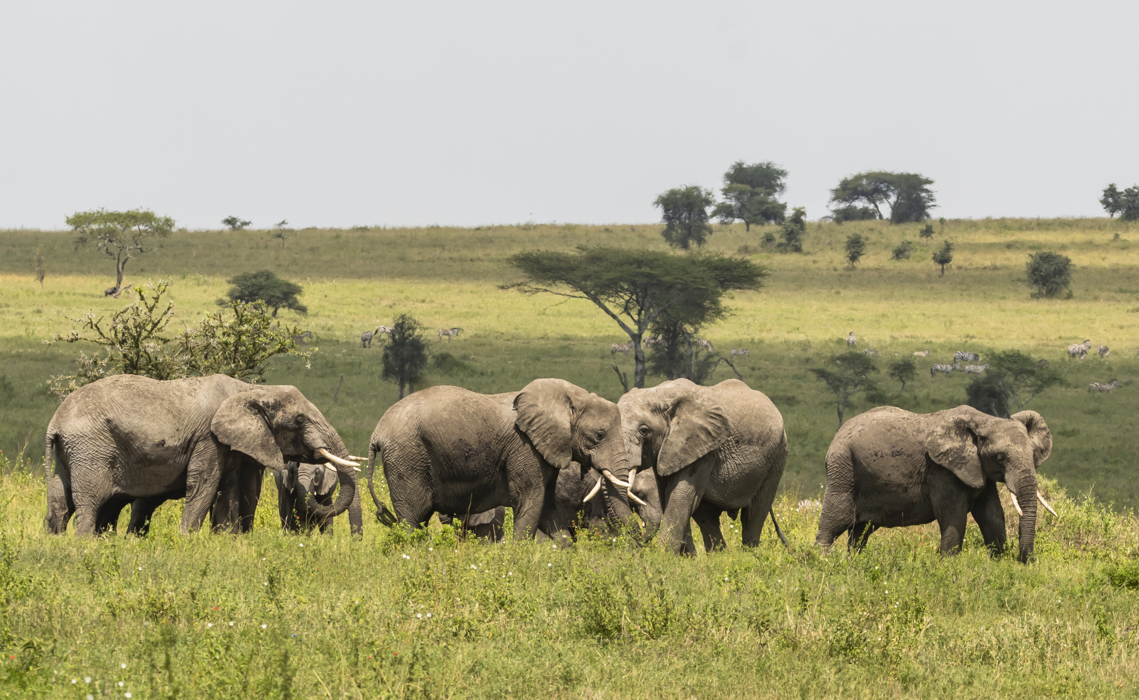 African elephant herd with young in green savannah, distant zebras and trees.