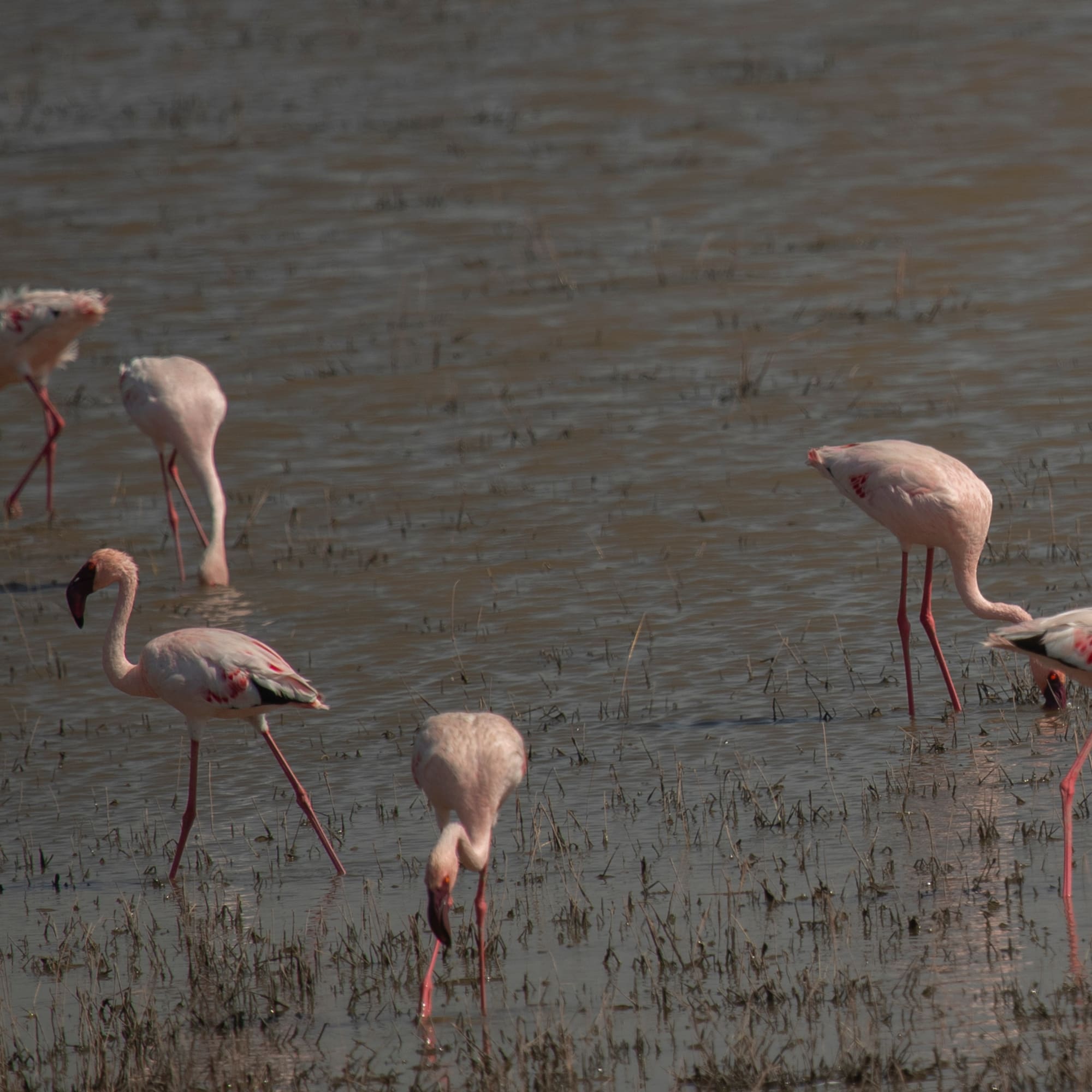 a group of flamingos in a marsh