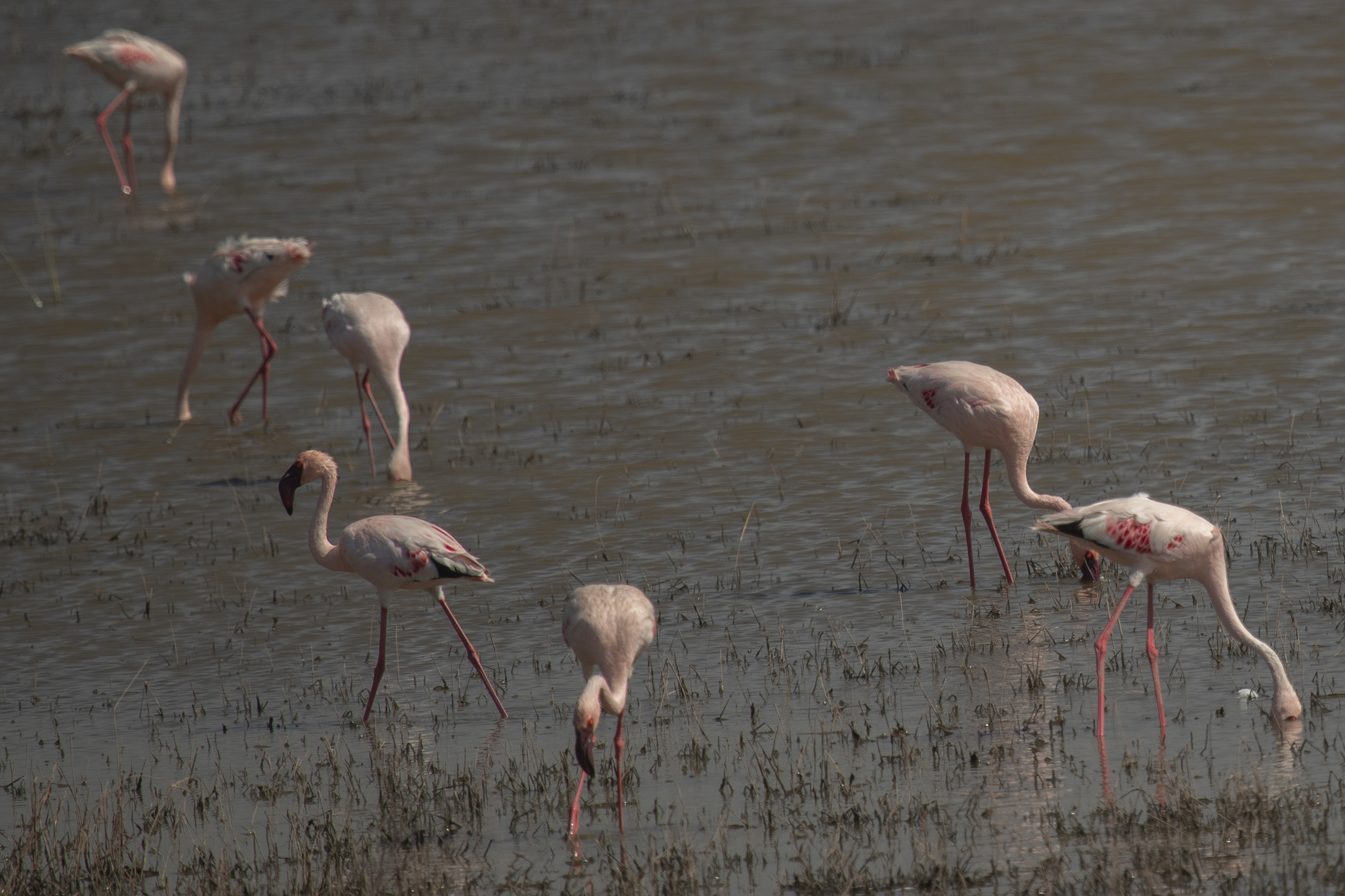 a group of flamingos in a marsh
