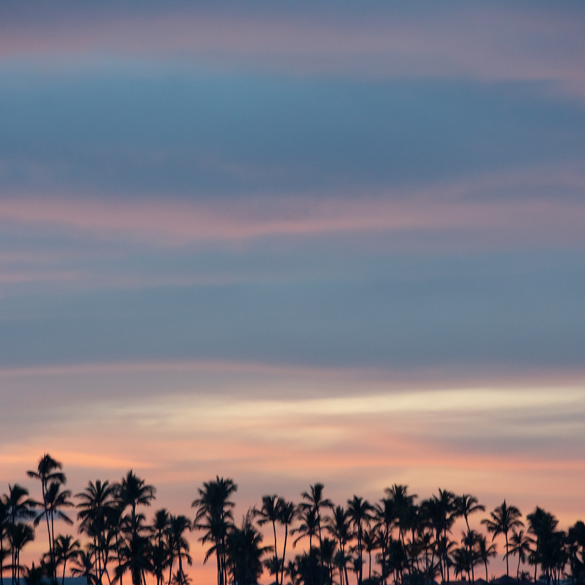 a group of palm trees in front of a sunset