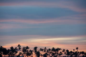 a group of palm trees in front of a sunset