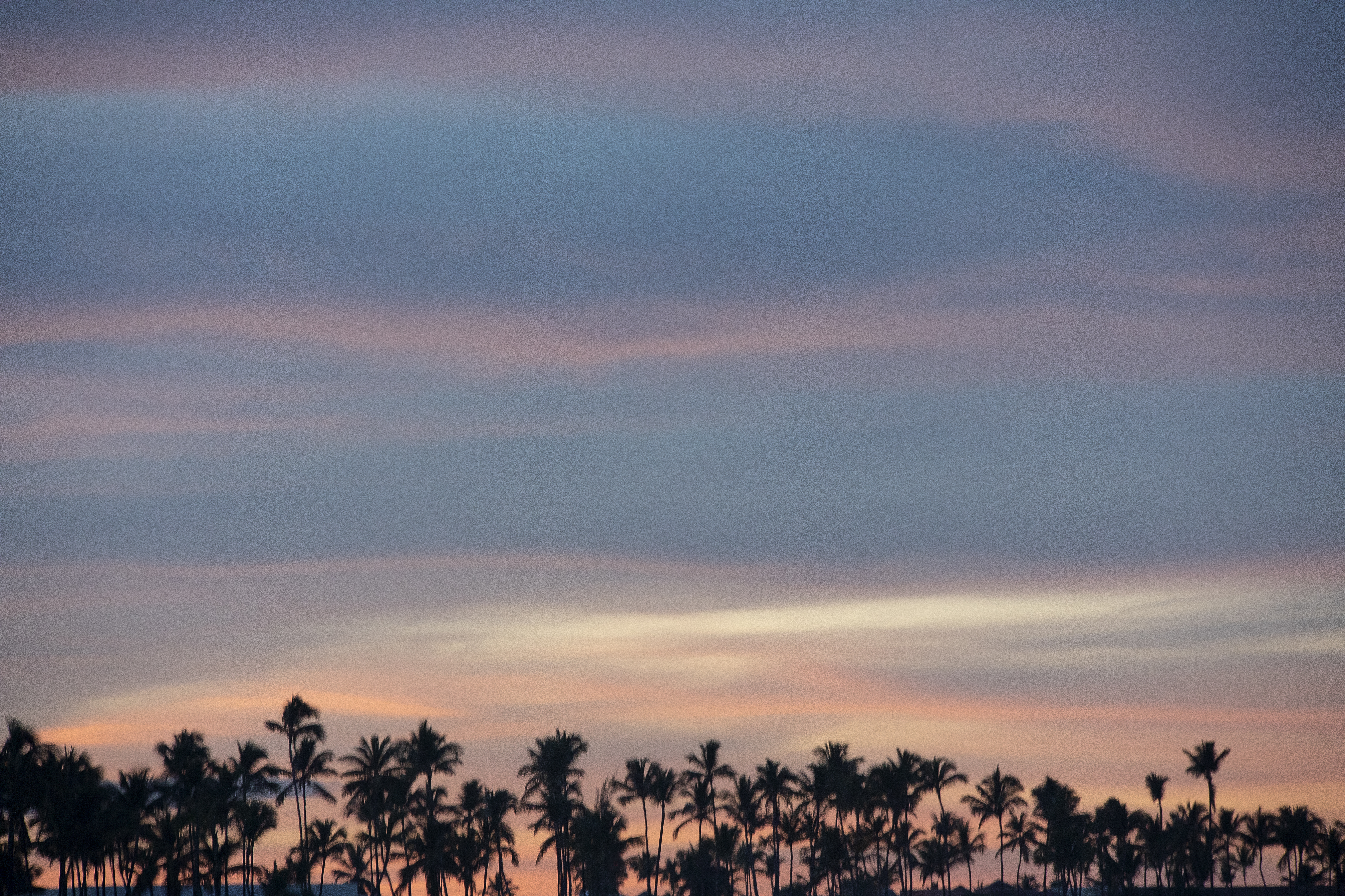 a group of palm trees in front of a sunset