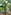 Tropical banana plantation with lush green leaves and unripe fruit.