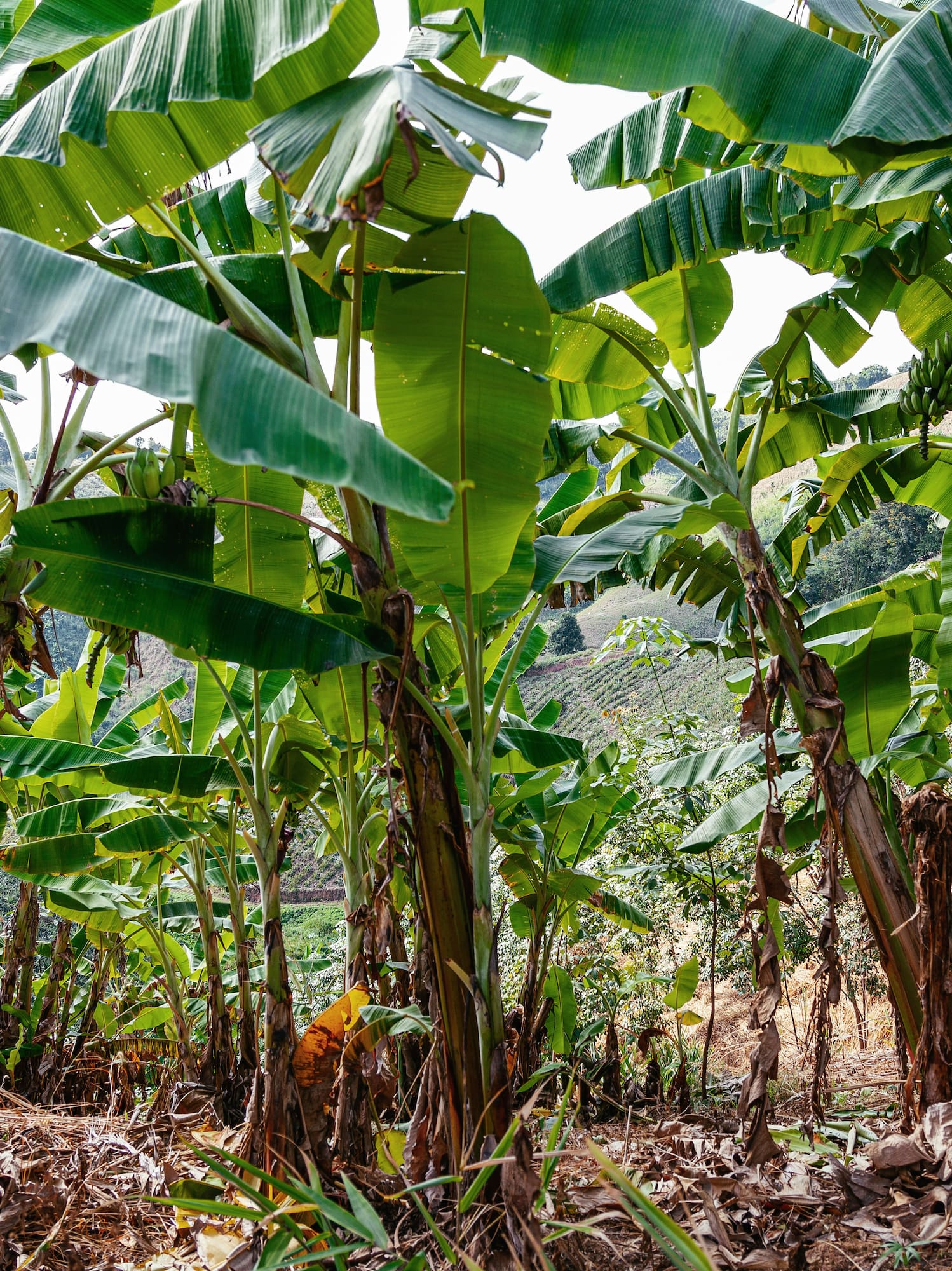Tropical banana plantation with lush green leaves and unripe fruit.