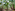 Tropical banana plantation with lush green leaves and unripe fruit.