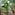 Tropical banana plantation with lush green leaves and unripe fruit.