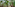 Tropical banana plantation with lush green leaves and unripe fruit.