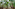 Tropical banana plantation with lush green leaves and unripe fruit.